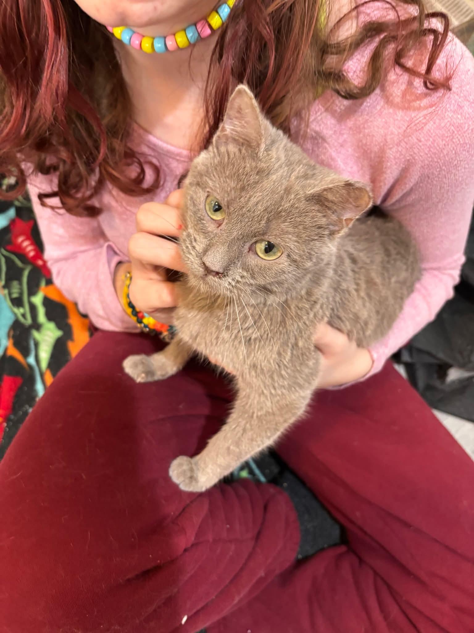 Enlarge Special Feline Families Needed, a ADOPTABLE Domestic Medium Hair in Wilsall, MT image 5/5