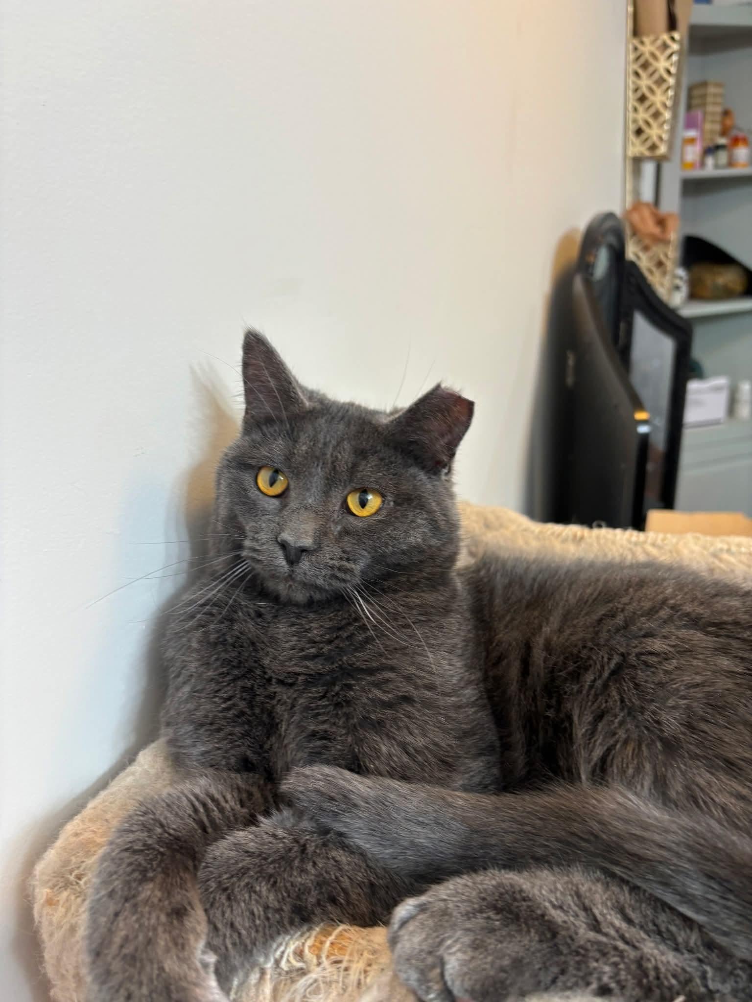 Enlarge Special Feline Families Needed, a ADOPTABLE Domestic Medium Hair in Wilsall, MT image 3/5
