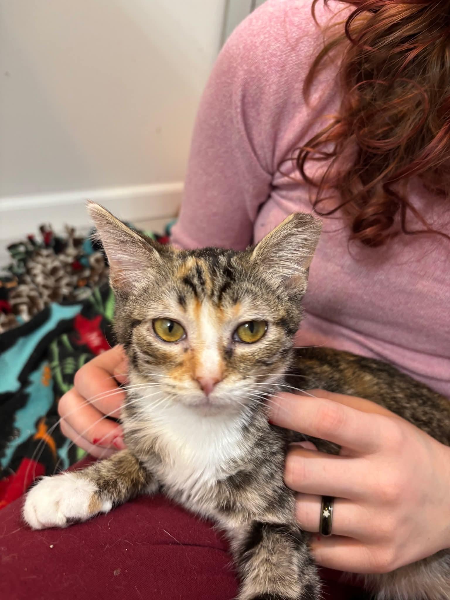 Enlarge Special Feline Families Needed, a ADOPTABLE Domestic Medium Hair in Wilsall, MT image 2/5