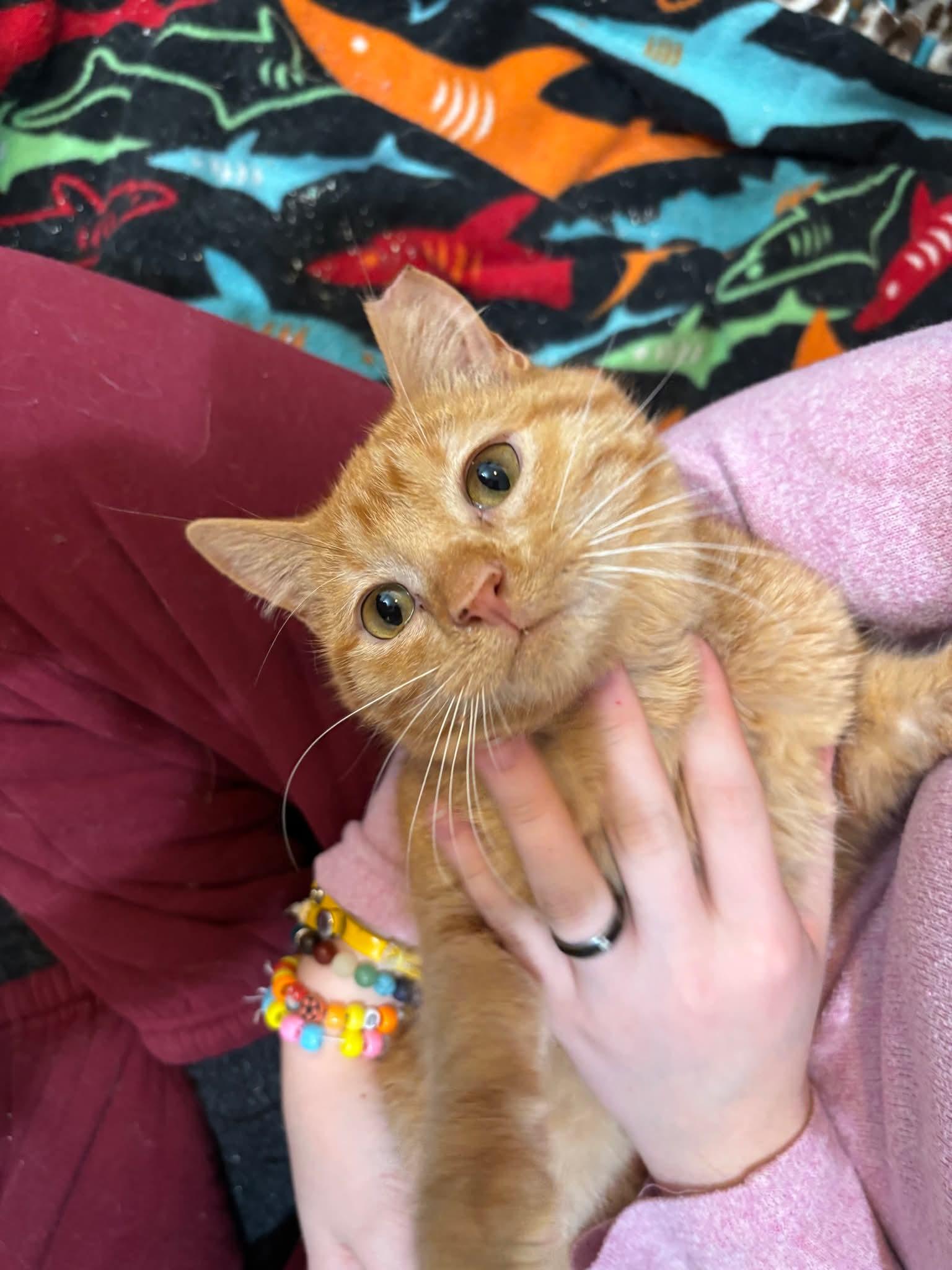 Enlarge Special Feline Families Needed, a ADOPTABLE Domestic Medium Hair in Wilsall, MT image 1/5