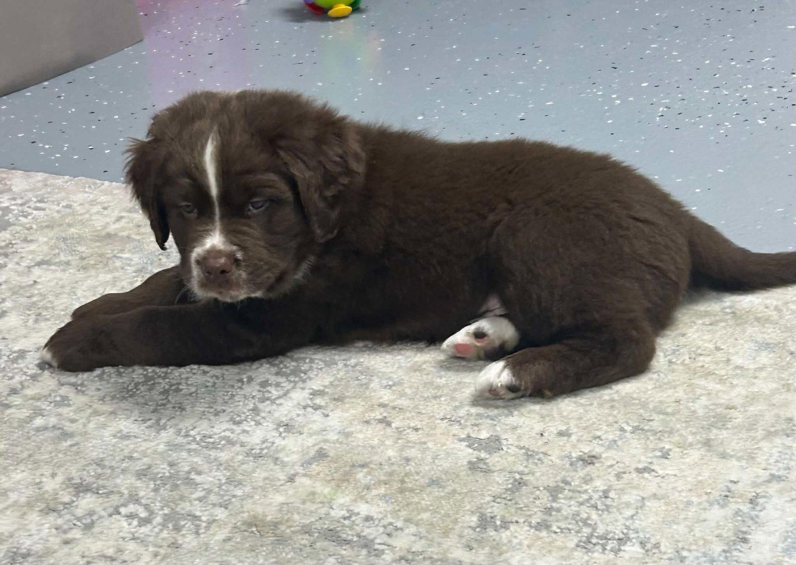 Gordo, Adopted, Puppy Male Labrador Retriever & Saint Bernard.