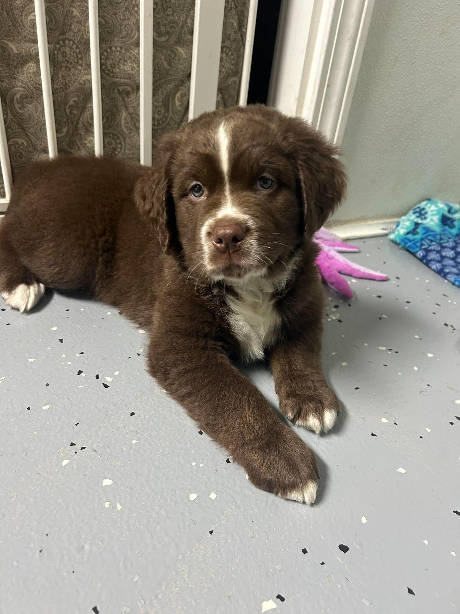 Gordo, a Adopted mixed breed in Fenton, MO image 2/2