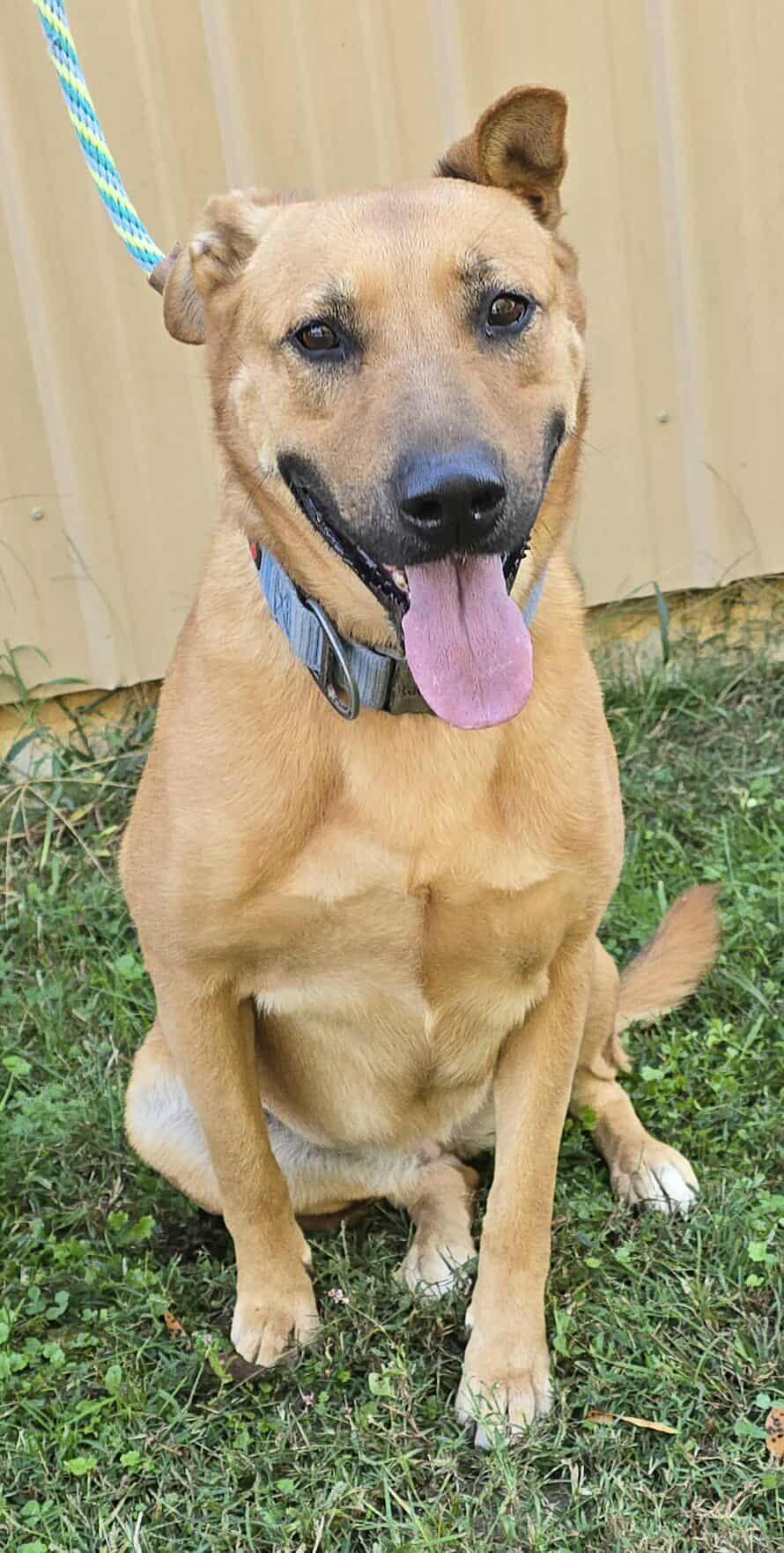 Tundra *foster needed*