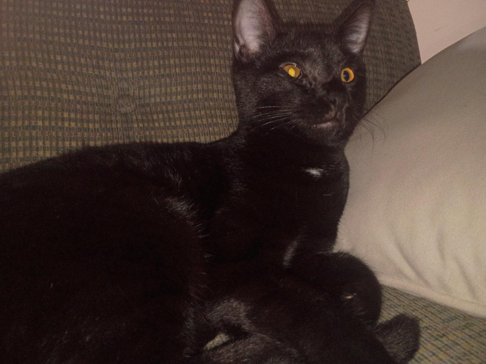 Little Foot, Adoptable, Young Male Domestic Short Hair.