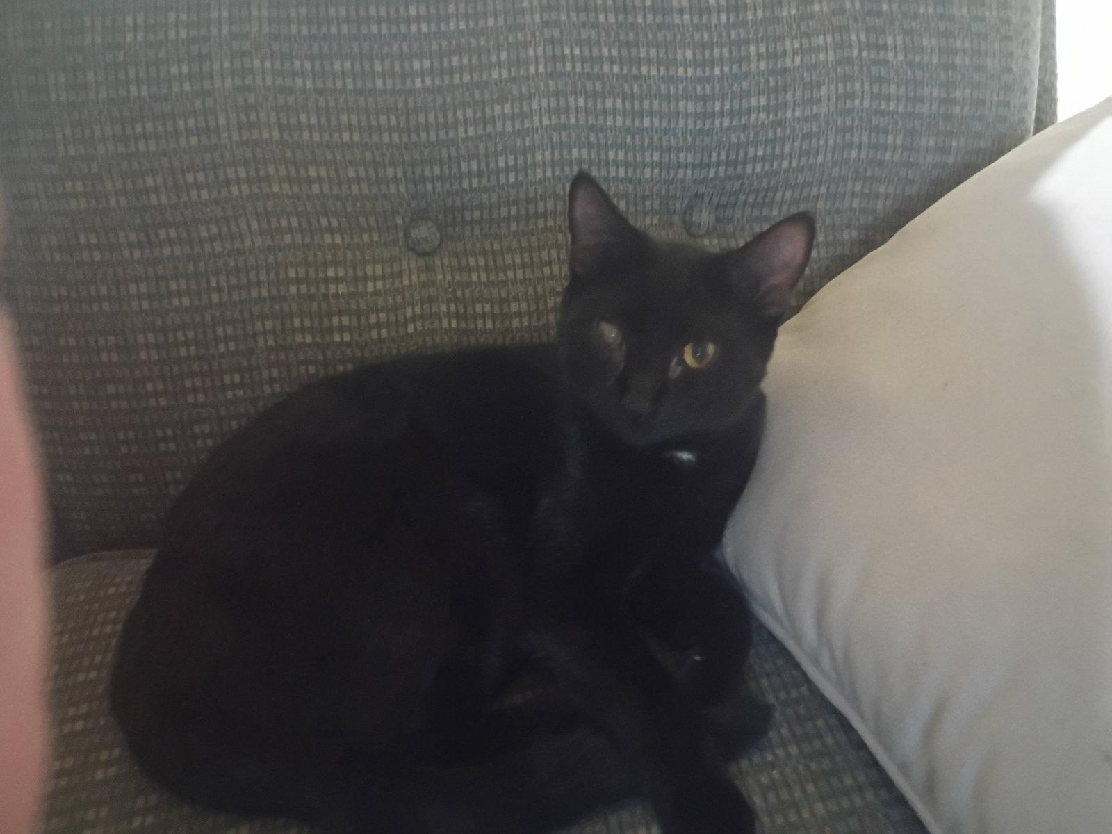 Little Foot, a Adoptable Domestic Short Hair in Niles, MI image 2/2