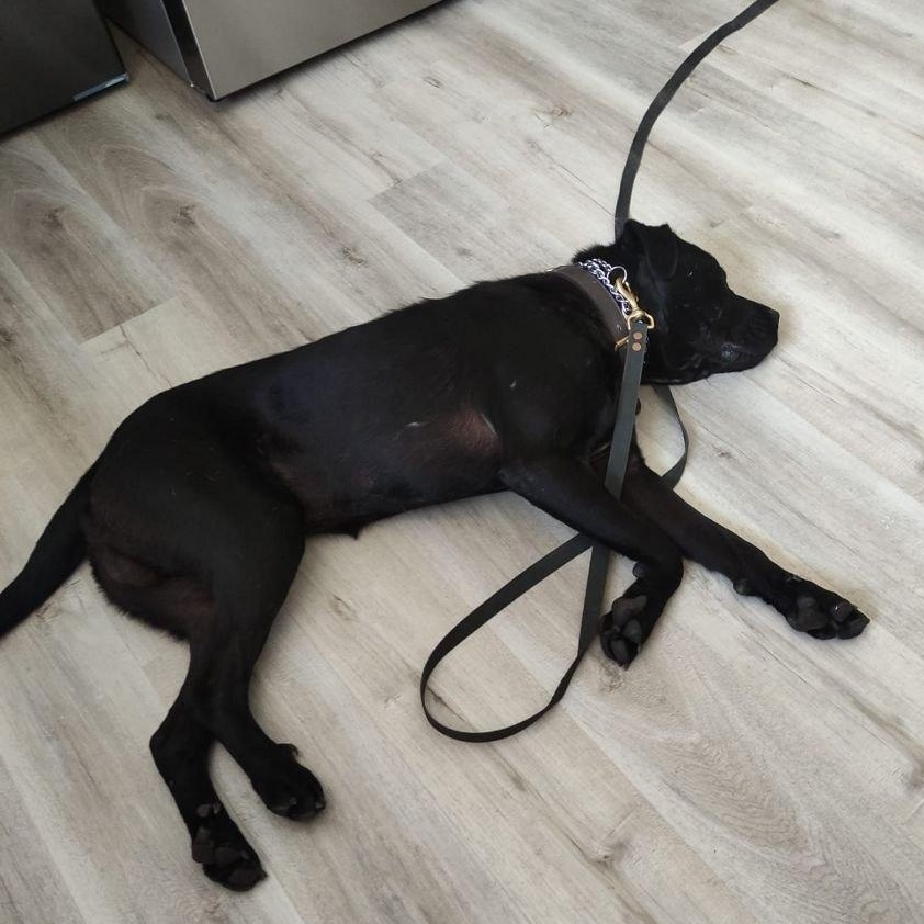 Enlarge Charlie, a ADOPTABLE mixed breed in North York, ON image 5/6