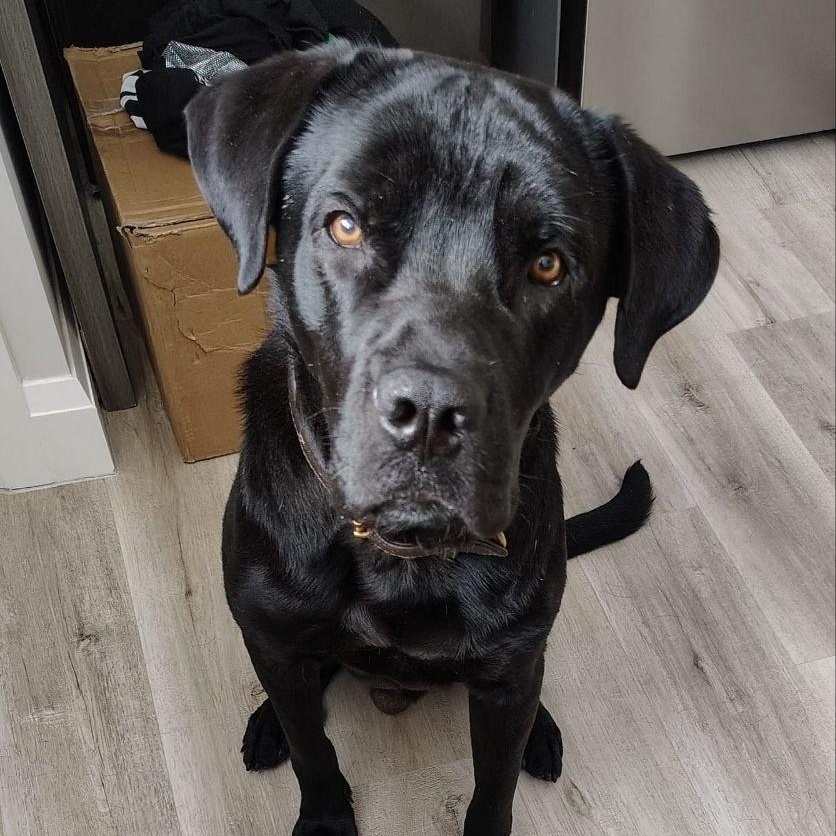 Charlie, ADOPTABLE, Young Male Cane Corso & Labrador Retriever.