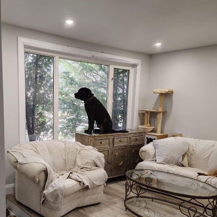 Enlarge Charlie, a ADOPTABLE mixed breed in North York, ON image 2/6