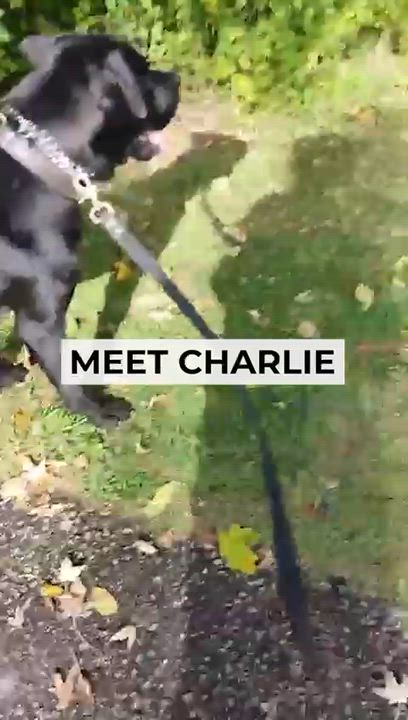 Enlarge Charlie, a ADOPTABLE mixed breed in North York, ON video 6/6