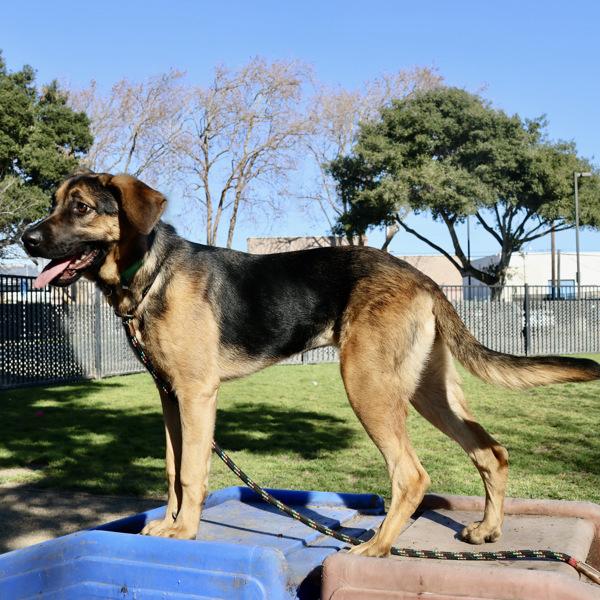 Venice, Adoptable, Young Female Shepherd & Hound.