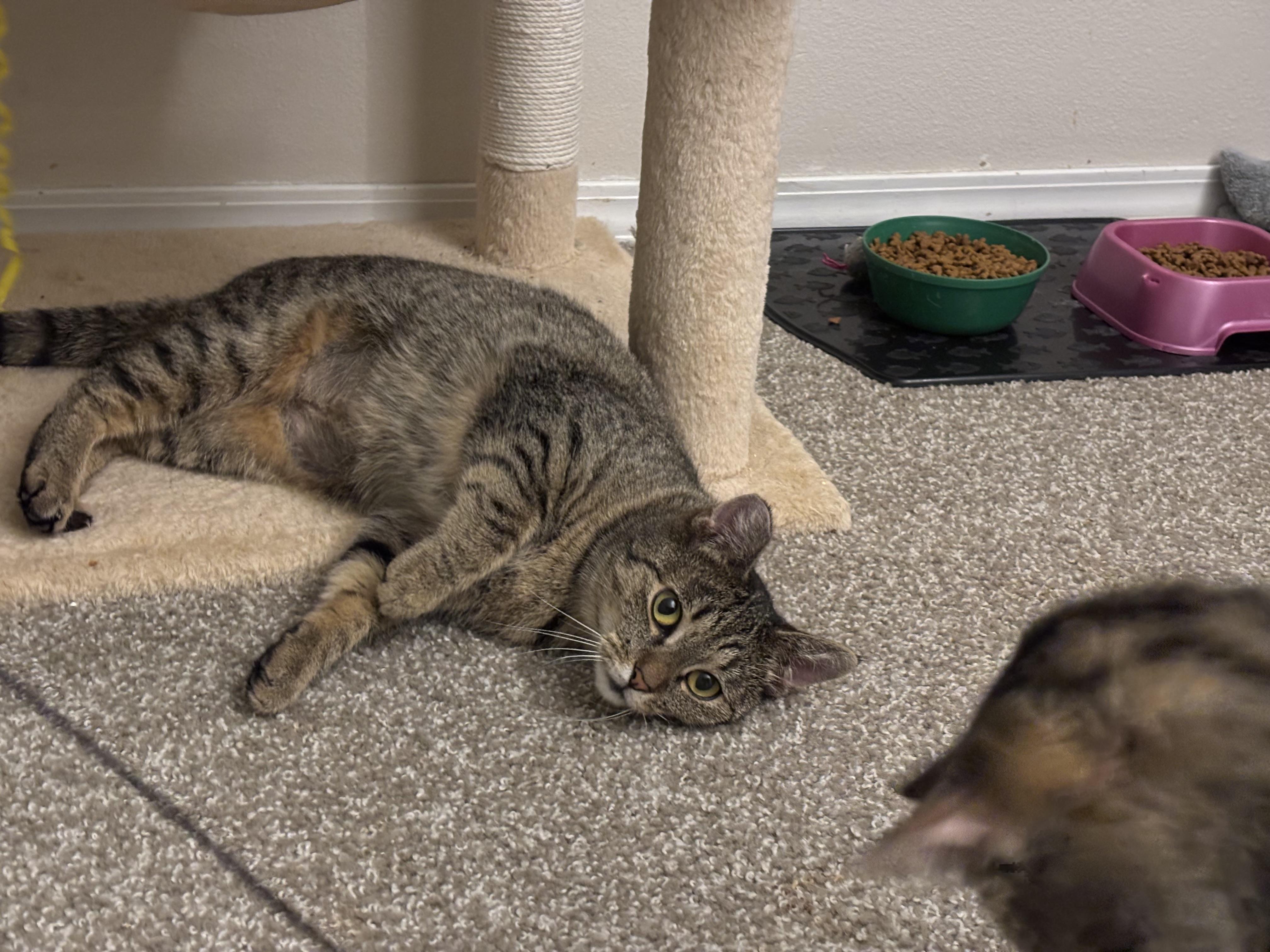 Enlarge Demi & Charlotte, a ADOPTABLE Domestic Short Hair in Gig Harbor, WA image 5/6