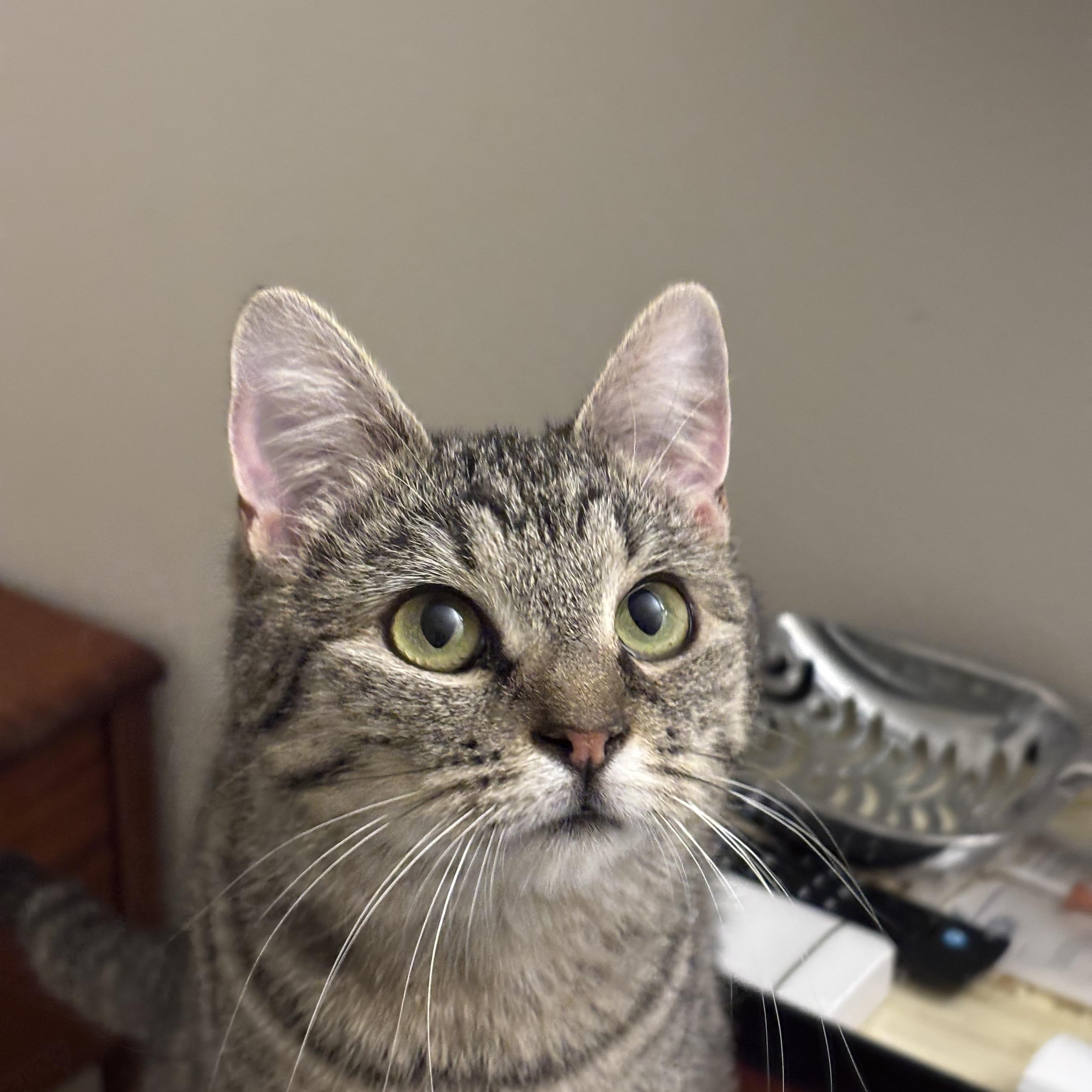 Enlarge Demi & Charlotte, a ADOPTABLE Domestic Short Hair in Gig Harbor, WA image 3/6