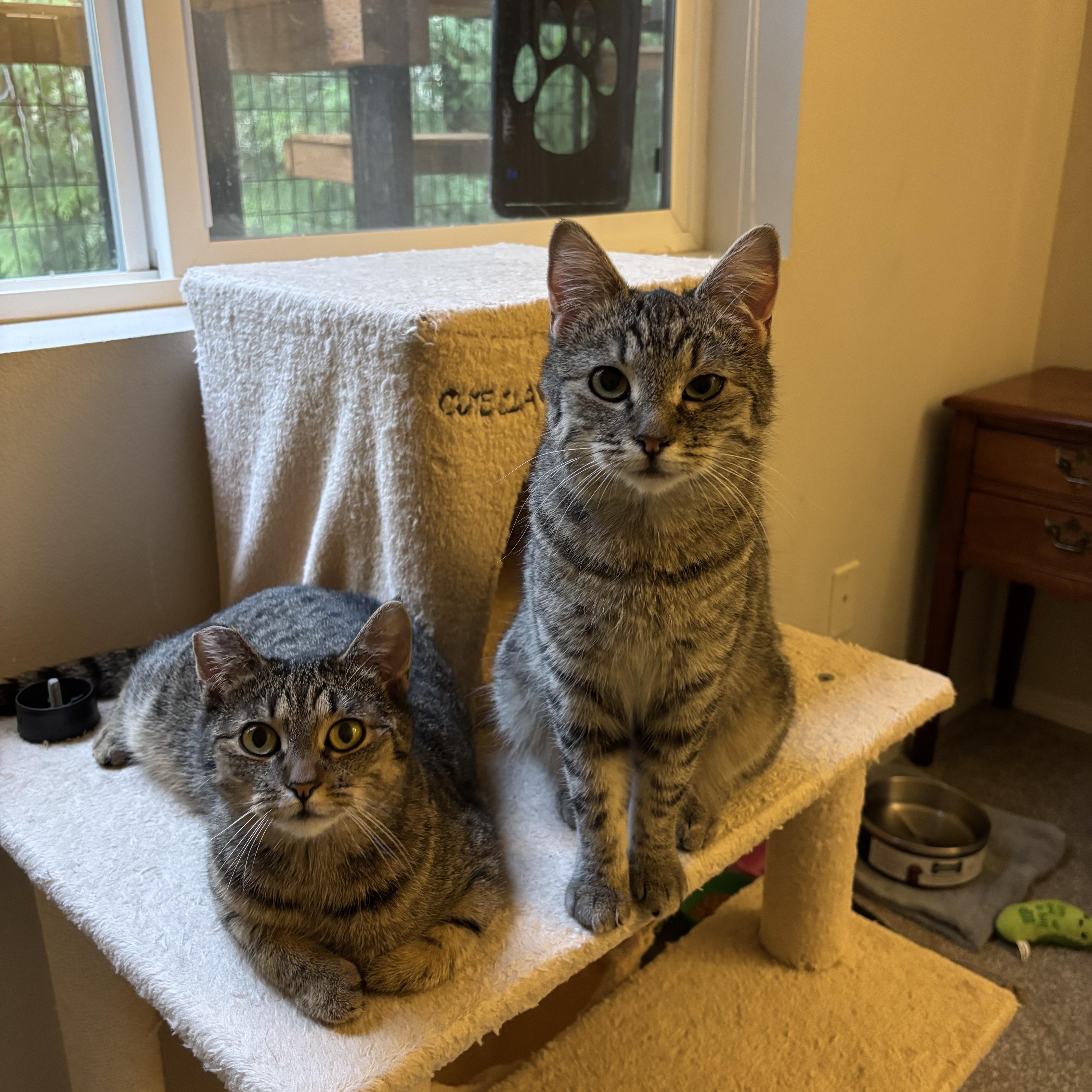 Demi & Charlotte, ADOPTABLE, Kitten Female Domestic Short Hair.