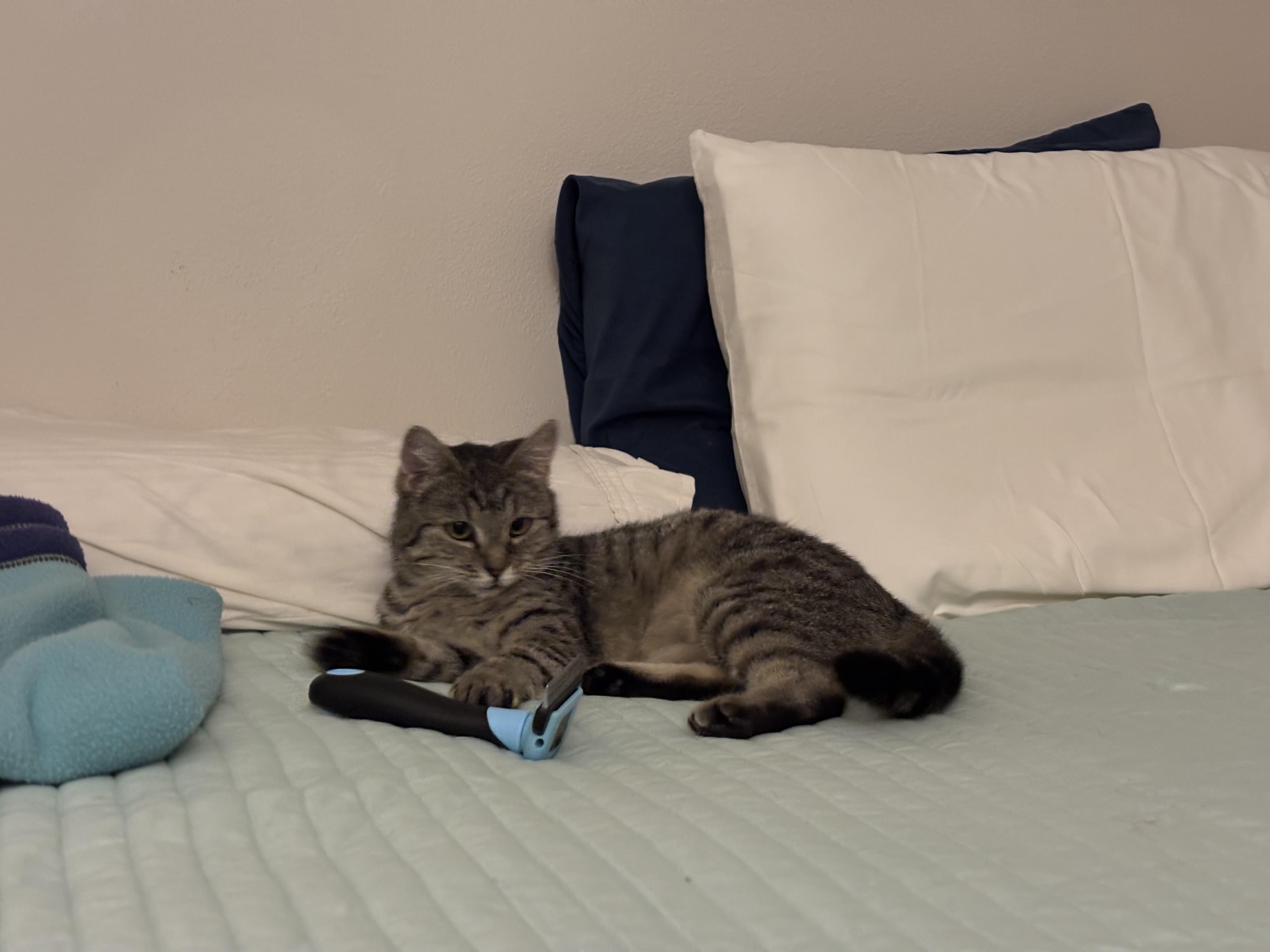 Enlarge Demi & Charlotte, a ADOPTABLE Domestic Short Hair in Gig Harbor, WA image 2/6