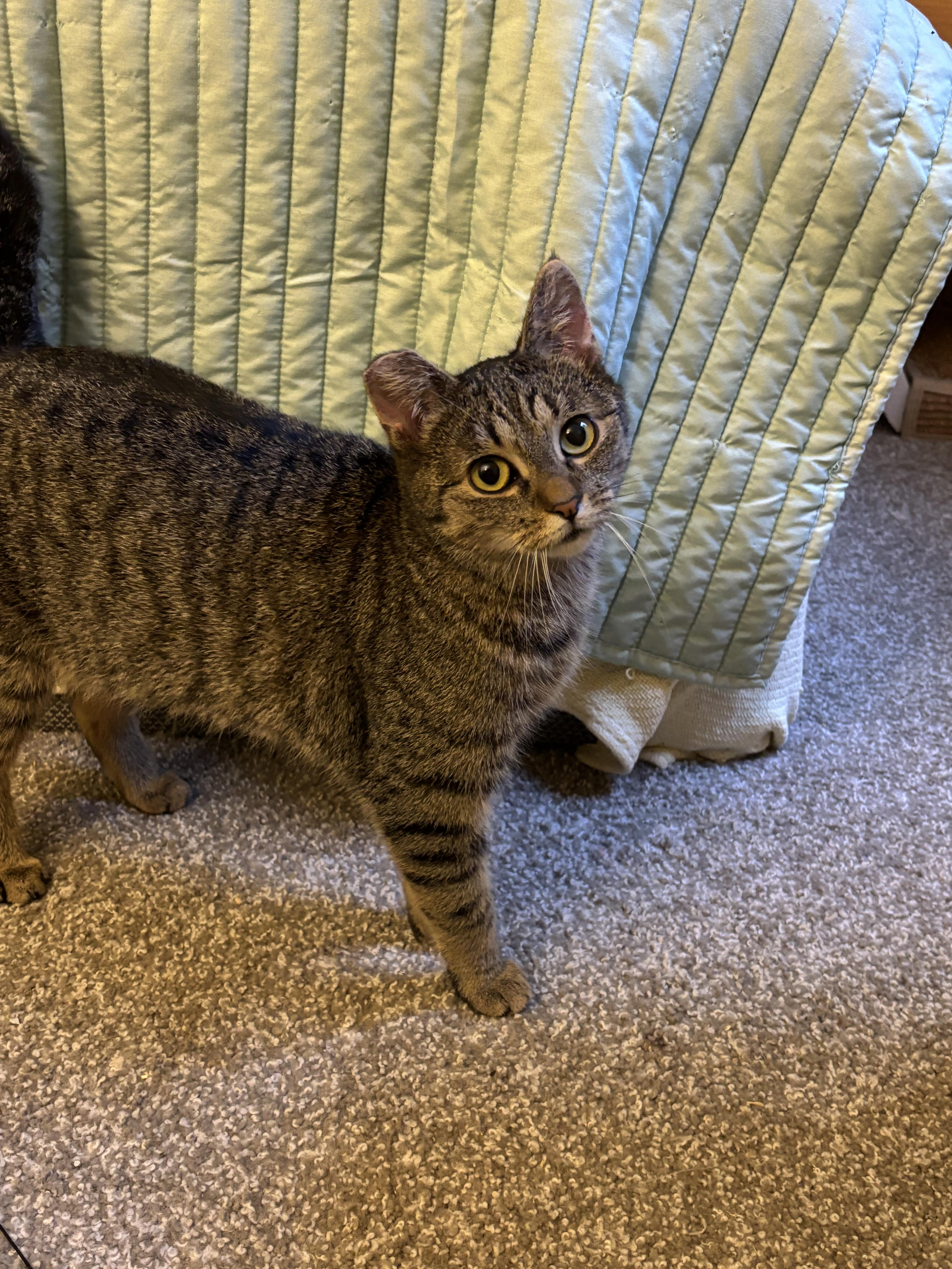 Enlarge Demi & Charlotte, a ADOPTABLE Domestic Short Hair in Gig Harbor, WA image 6/6