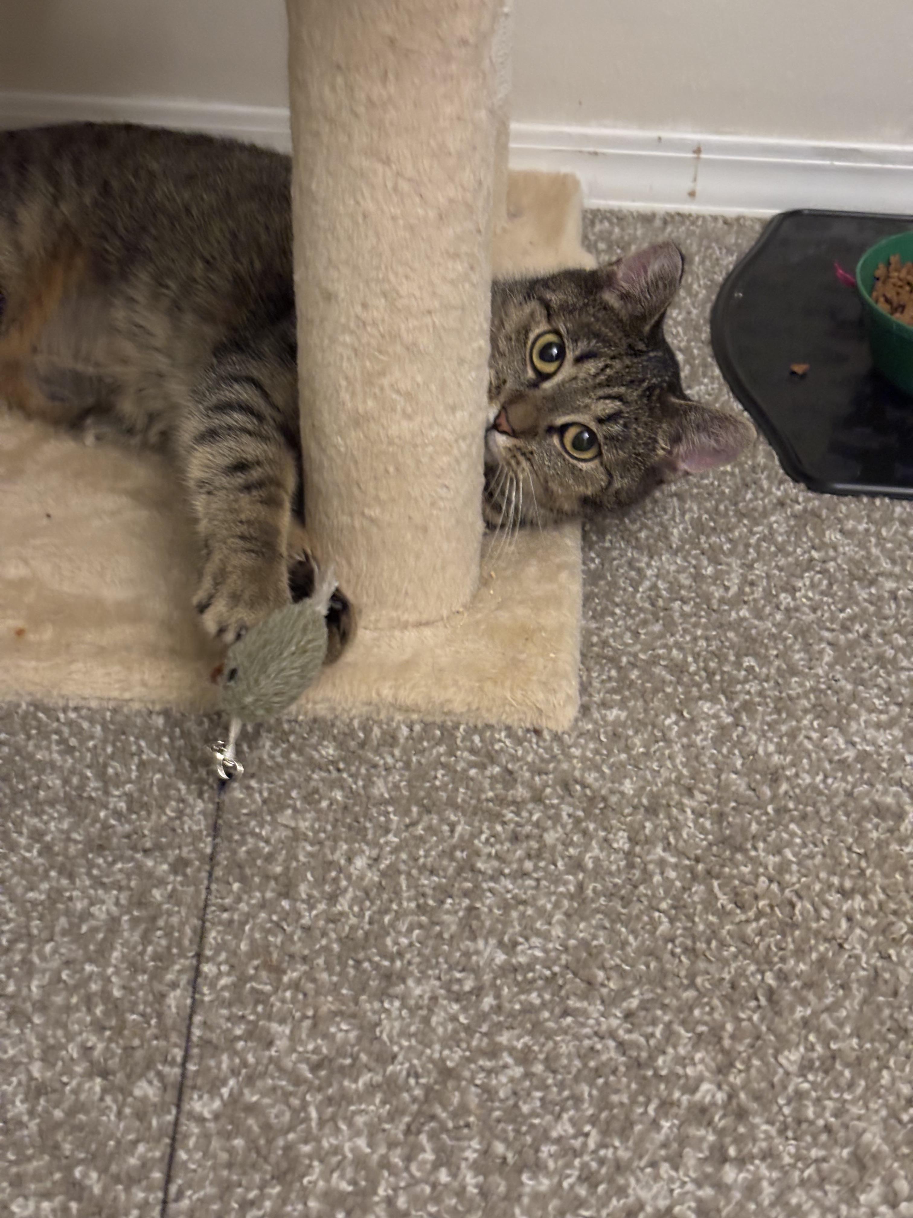 Enlarge Demi & Charlotte, a ADOPTABLE Domestic Short Hair in Gig Harbor, WA image 4/6