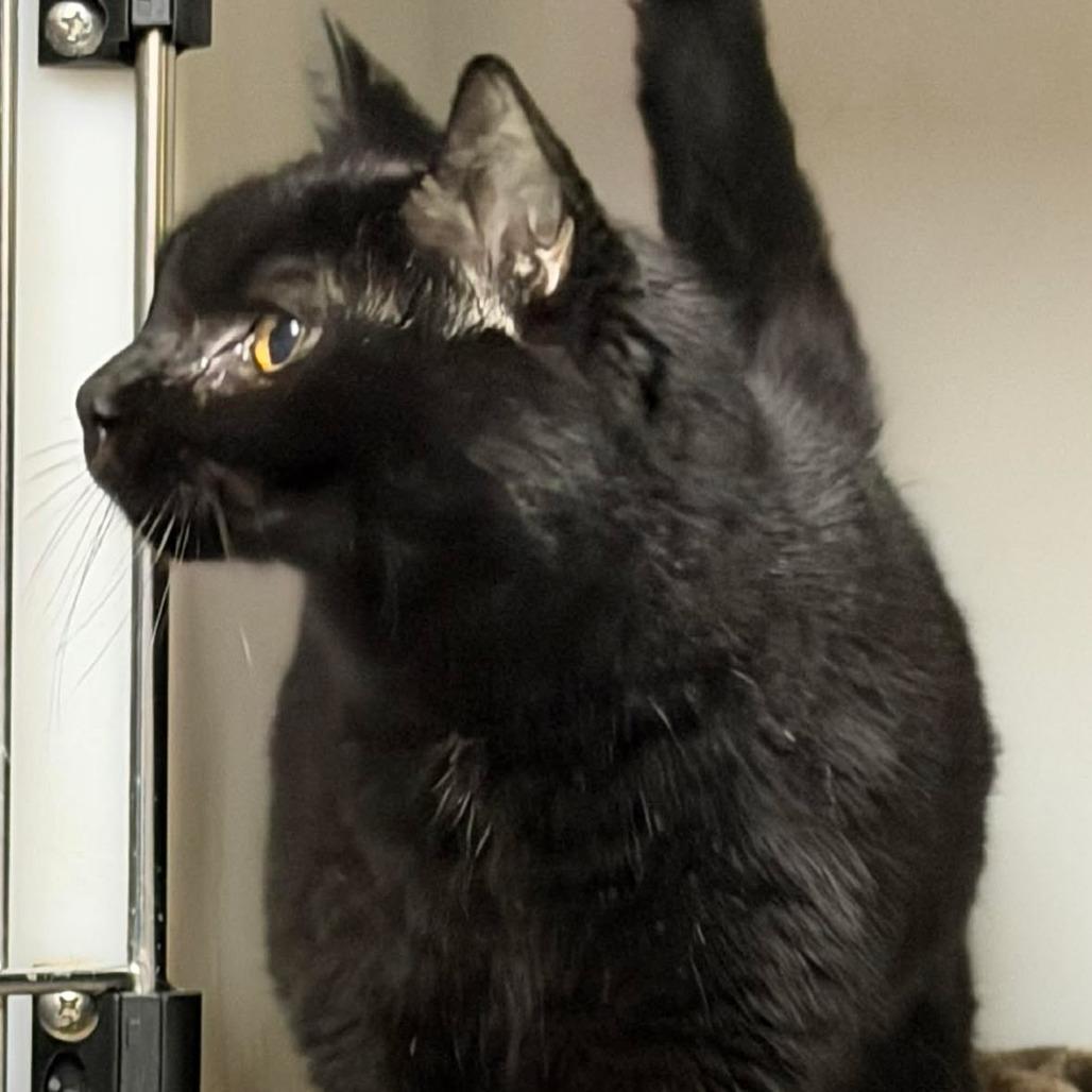 Enlarge Nova, a Adoptable Domestic Short Hair in Washington, DC image 2/4