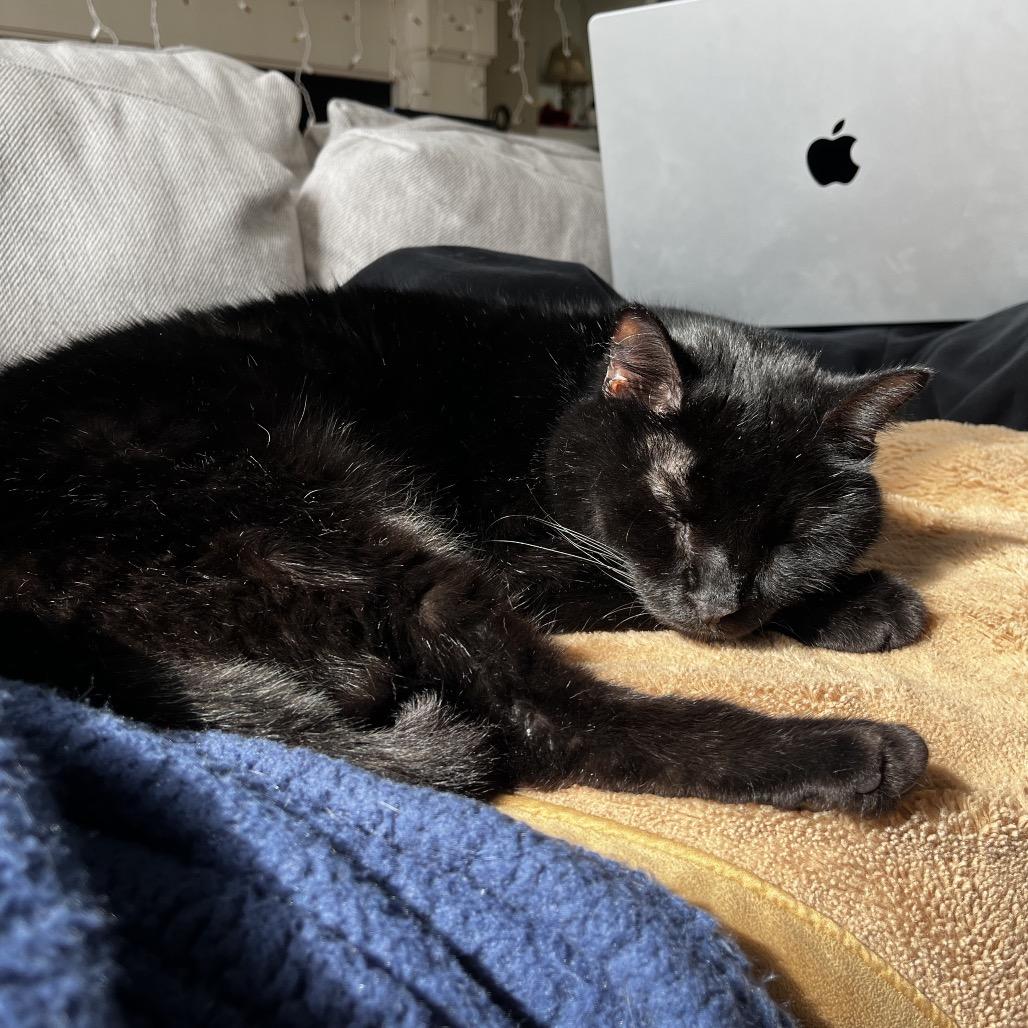 Enlarge Nova, a Adoptable Domestic Short Hair in Washington, DC image 3/4