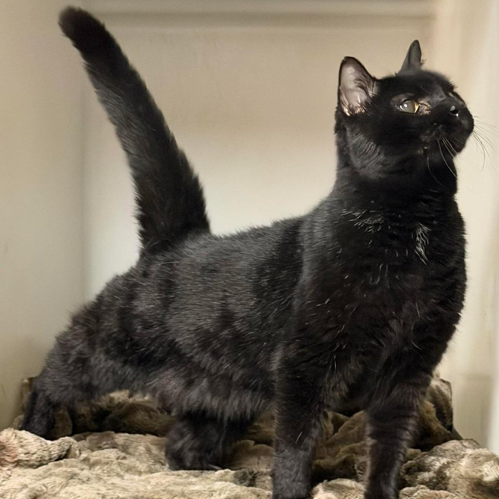 Enlarge Nova, a Adoptable Domestic Short Hair in Washington, DC image 4/4