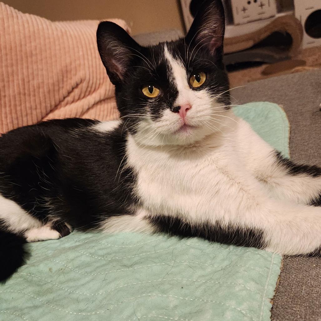 Chilly Willy, Adoptable, Young Female Domestic Short Hair.