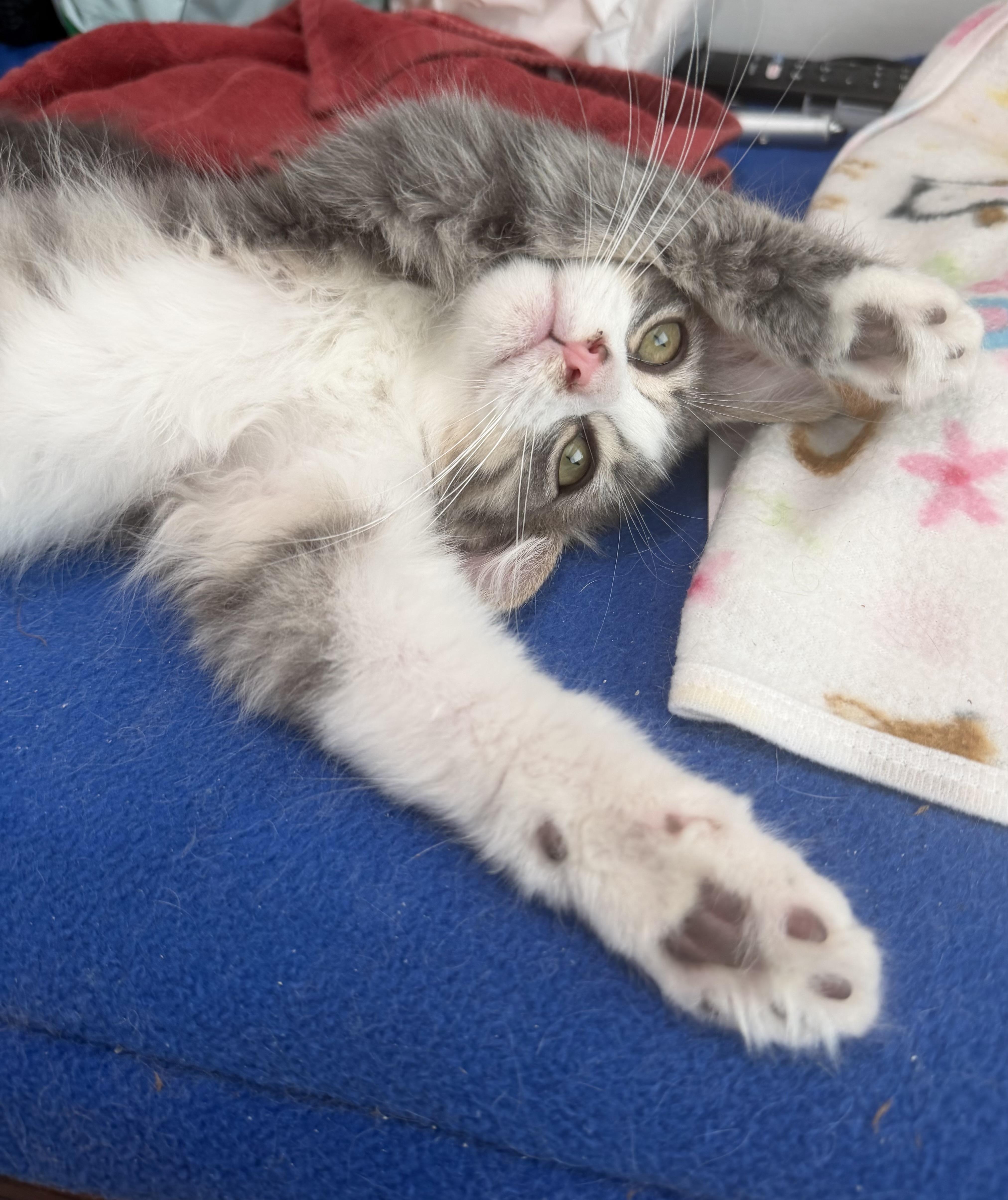 Enlarge Princess Clara, a Adopted mixed breed in Tustin, CA image 5/5