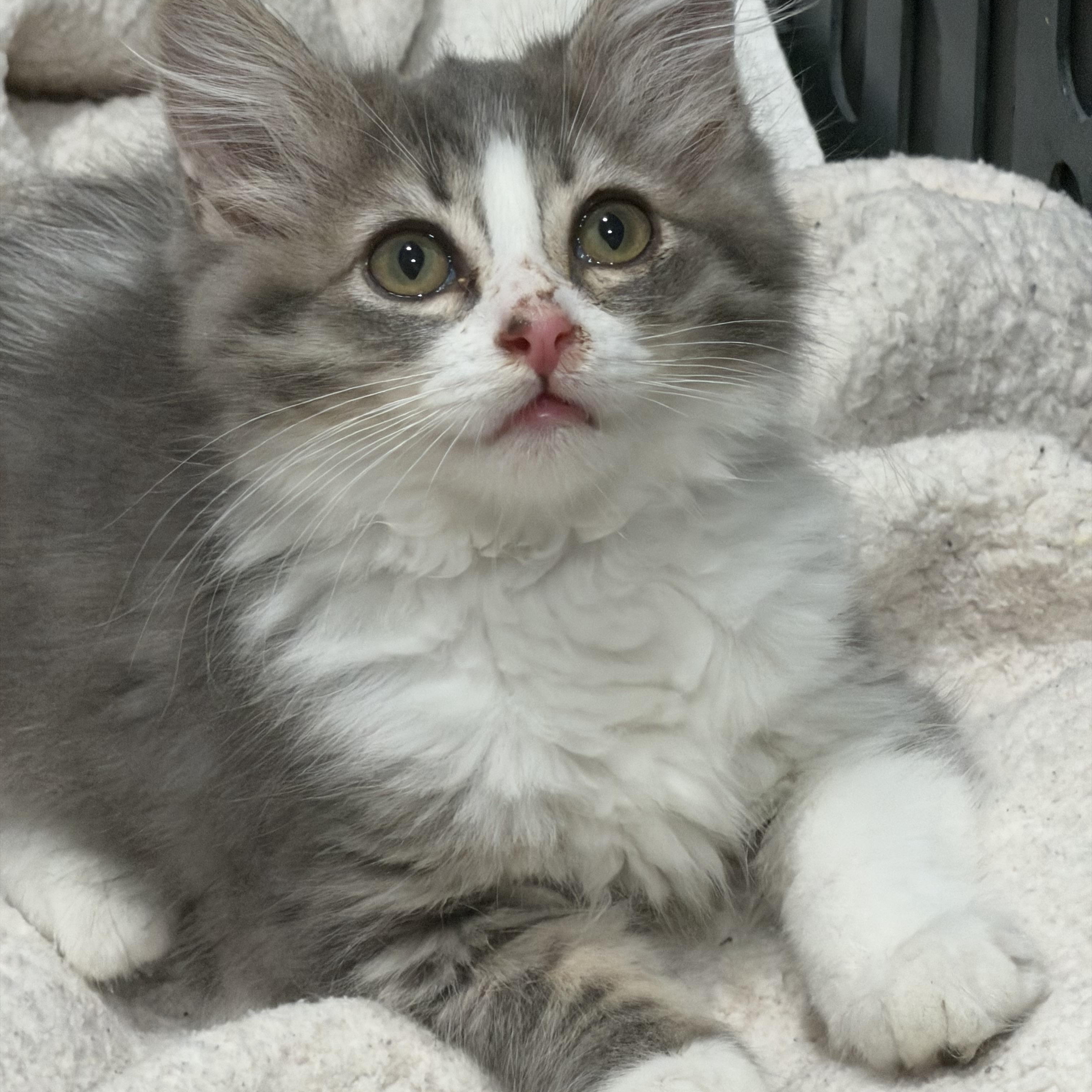 Enlarge Princess Clara, a Adopted mixed breed in Tustin, CA image 3/5
