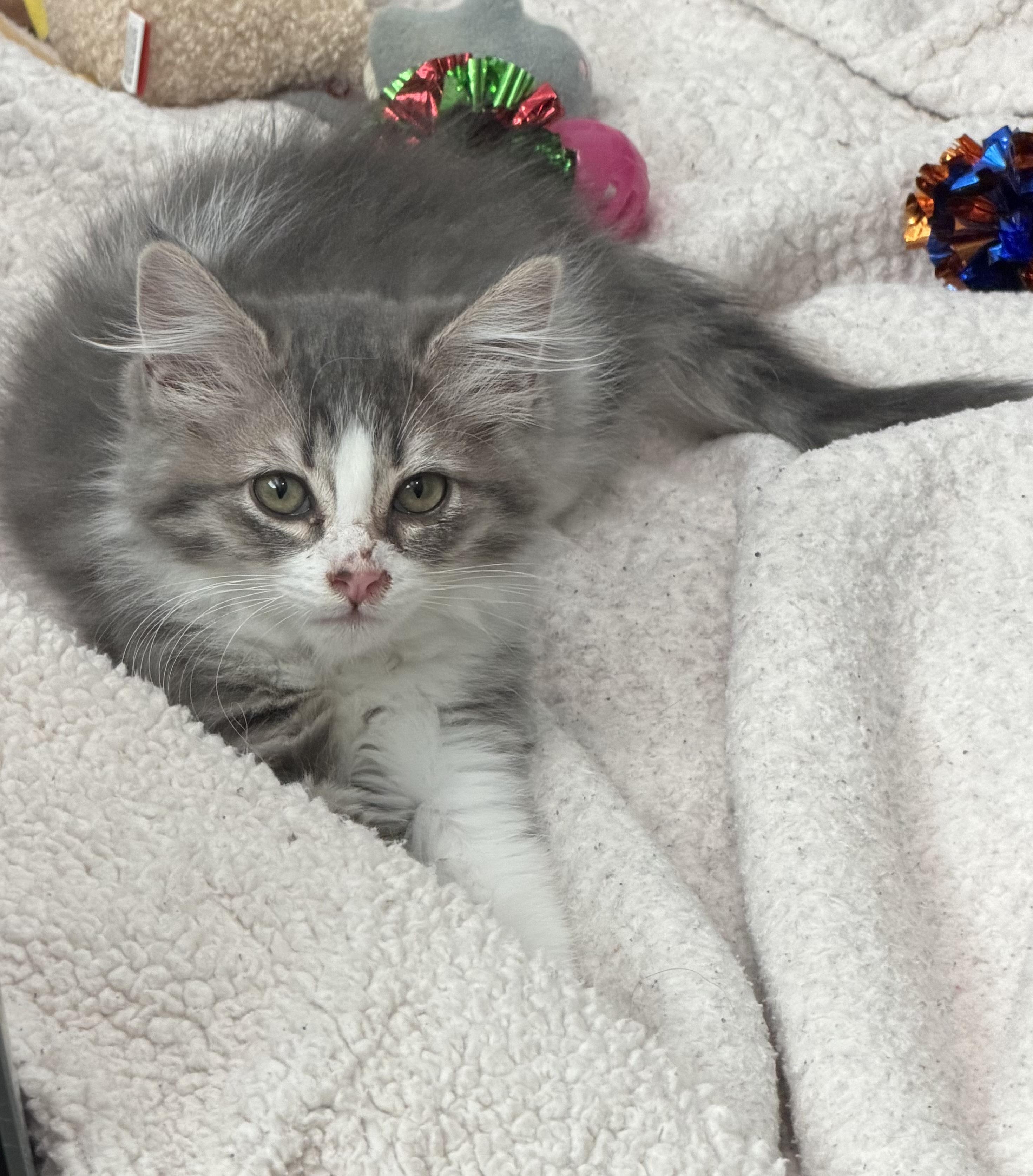 Enlarge Princess Clara, a Adopted mixed breed in Tustin, CA image 2/5