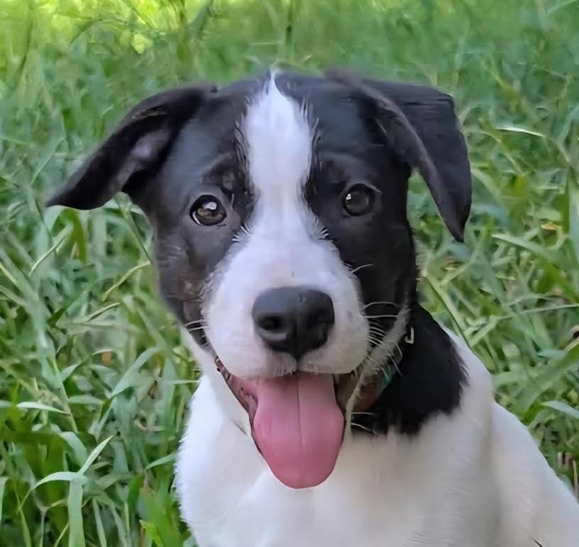 Meet Jamison the gentle soul of his litter At just 12 weeks old this mellow pup has a heart full