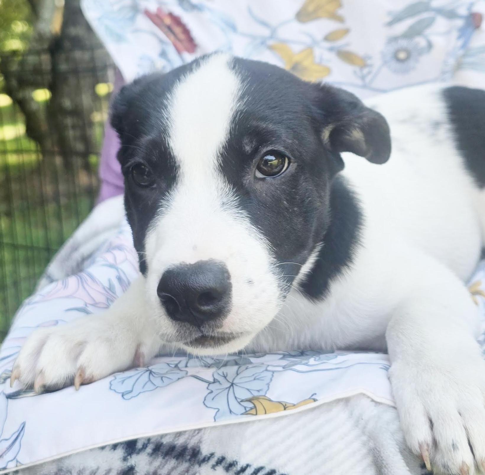 Jamison, Baby Male Terrier