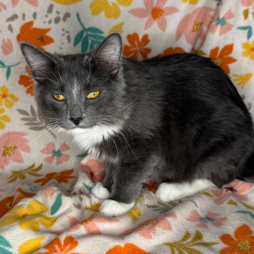 Enlarge Xaden, a Adoptable mixed breed in Mount Vernon, IL image 1/6