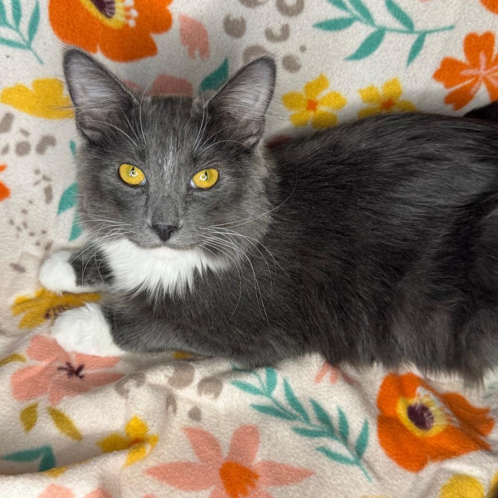 Enlarge Xaden, a Adoptable mixed breed in Mount Vernon, IL image 2/6