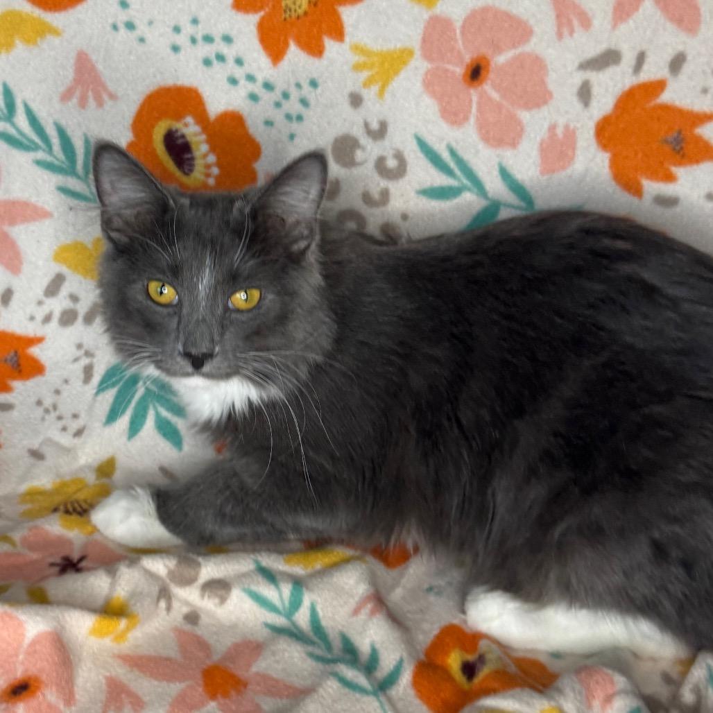Enlarge Xaden, a Adoptable mixed breed in Mount Vernon, IL image 3/6
