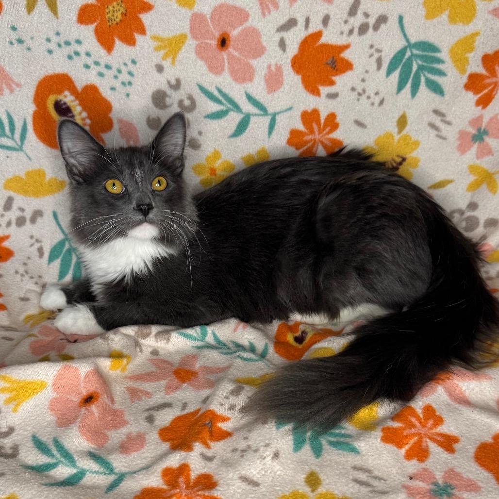 Enlarge Xaden, a Adoptable mixed breed in Mount Vernon, IL image 4/6