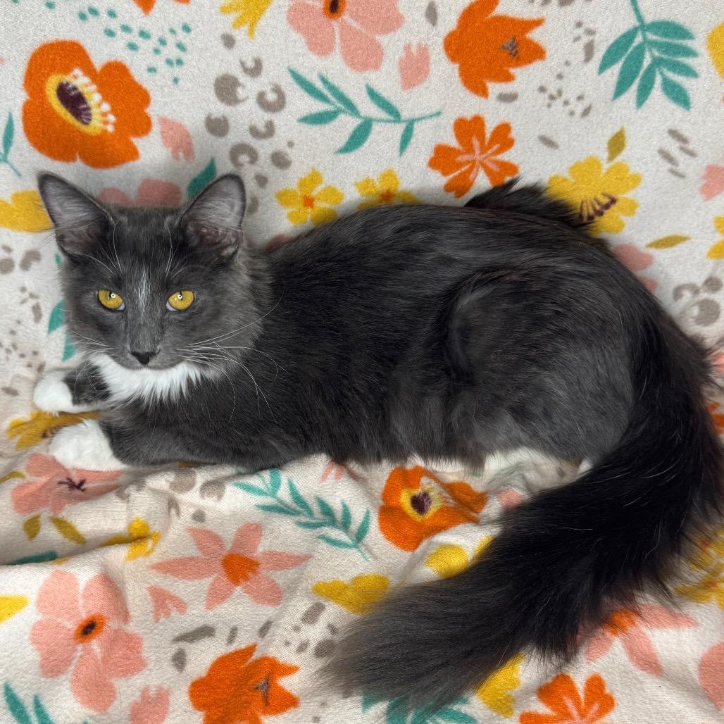 Enlarge Xaden, a Adoptable mixed breed in Mount Vernon, IL image 5/6