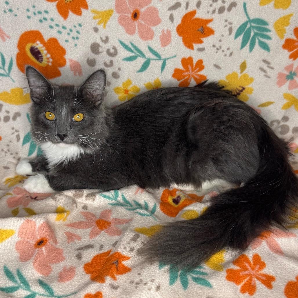 Enlarge Xaden, a Adoptable mixed breed in Mount Vernon, IL image 6/6