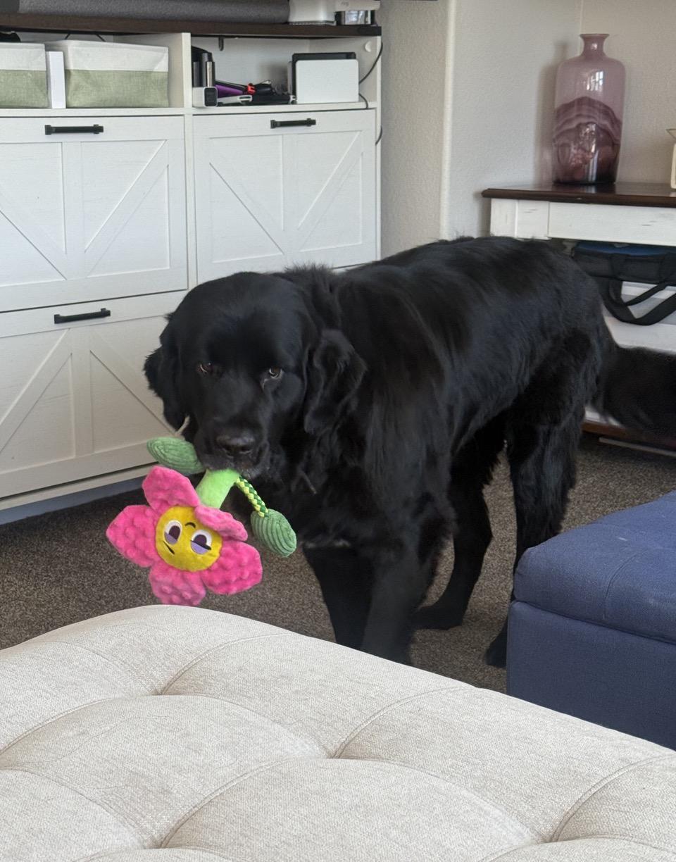 Enlarge Molly, an adopted Newfoundland Dog in Aspen, CO image 1/1