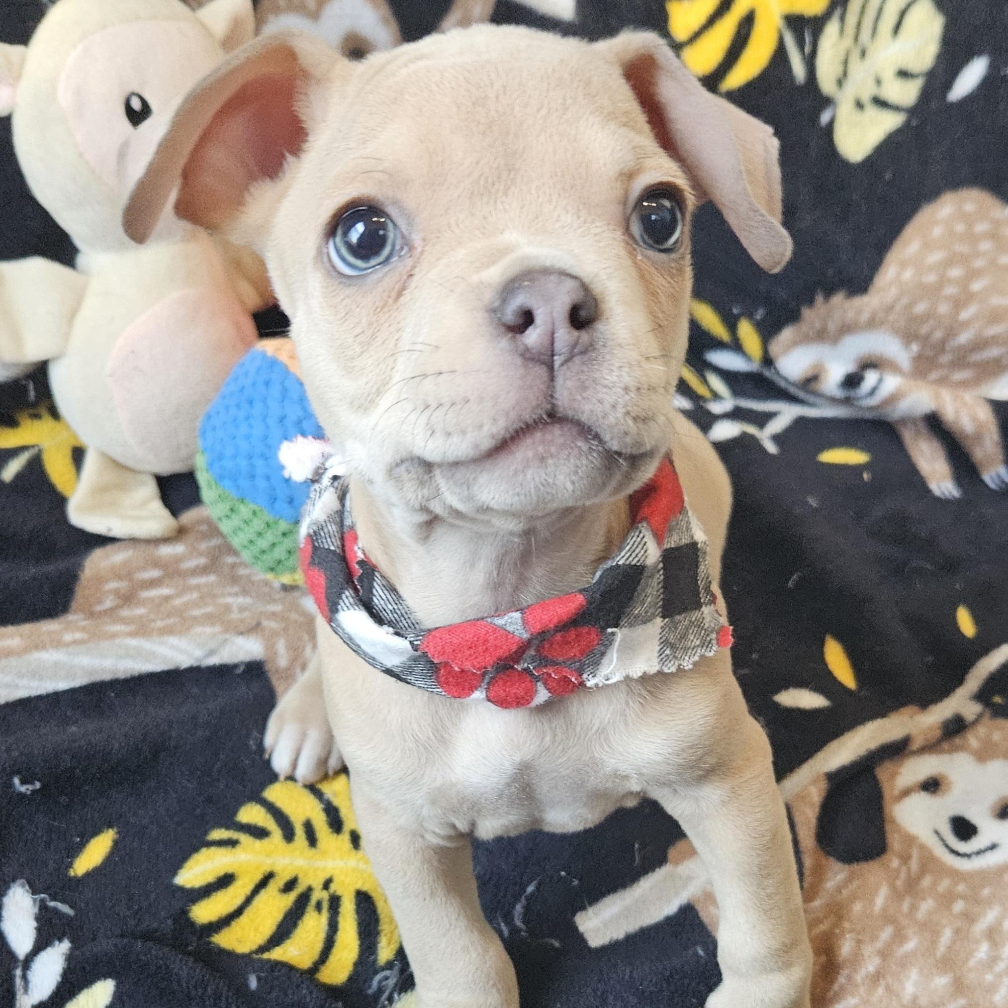 Enlarge Mateo, a Adoptable mixed breed in Livonia, MI image 1/6