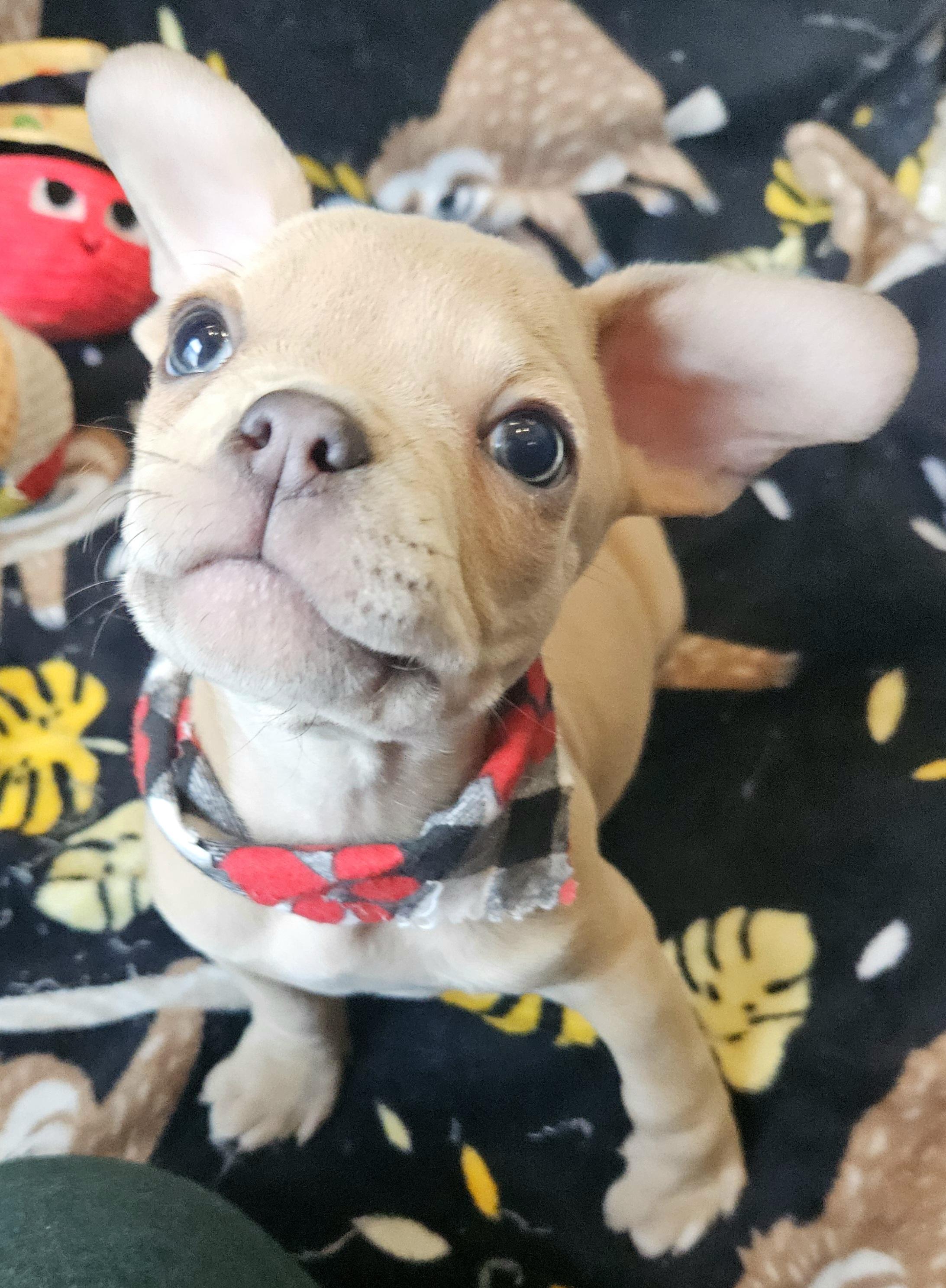 Enlarge Mateo, a Adoptable mixed breed in Livonia, MI image 3/6