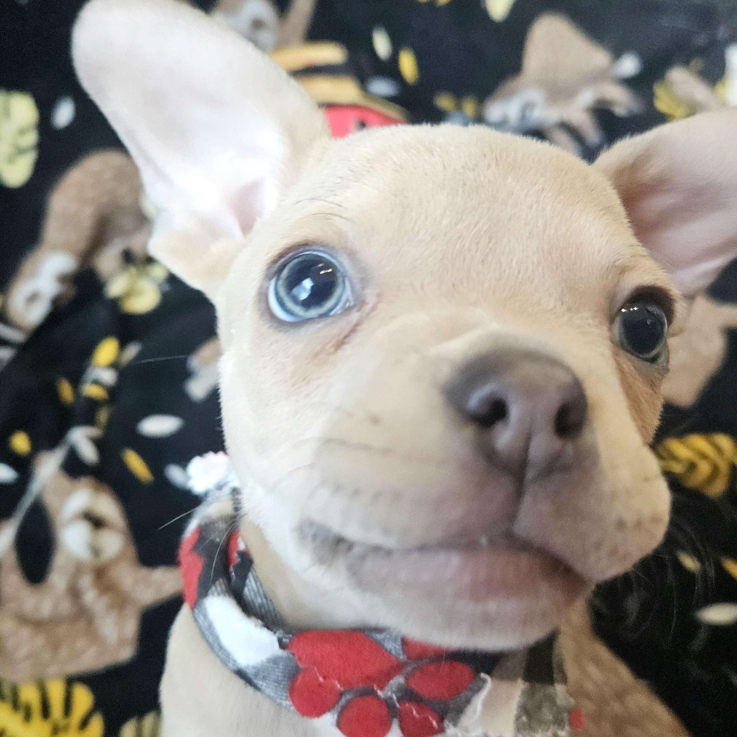 Enlarge Mateo, a Adoptable mixed breed in Livonia, MI image 6/6