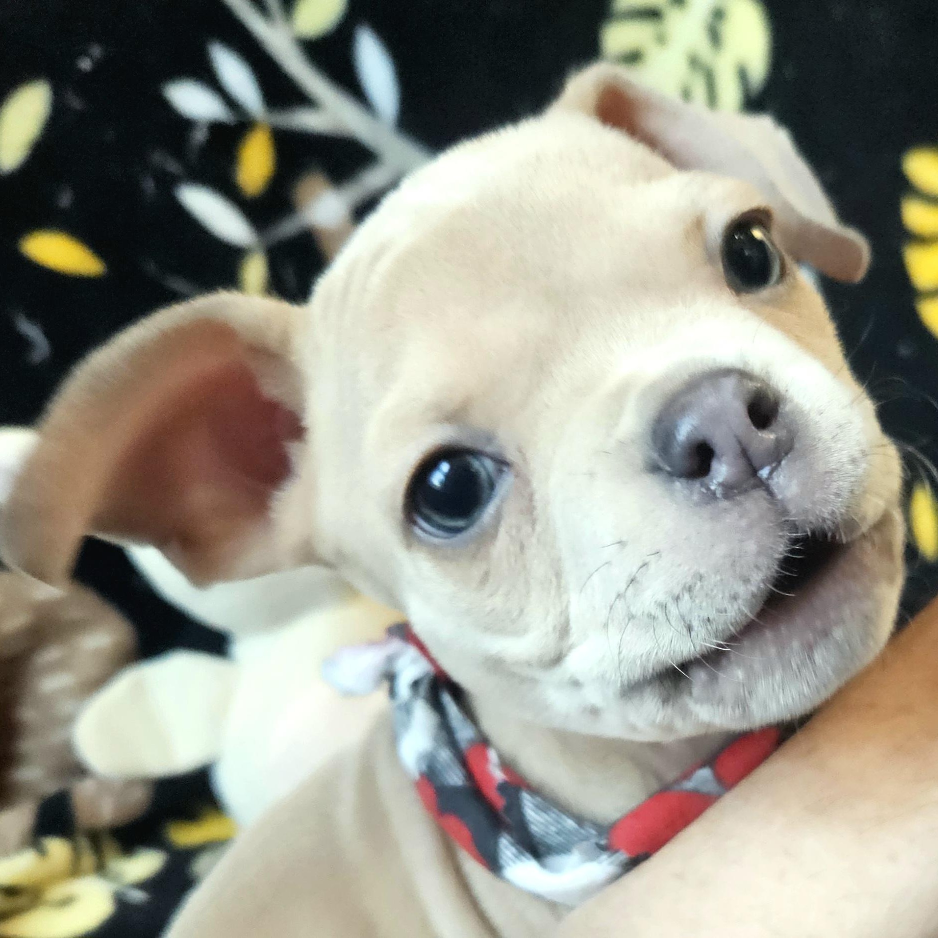 Enlarge Mateo, a Adoptable mixed breed in Livonia, MI image 5/6