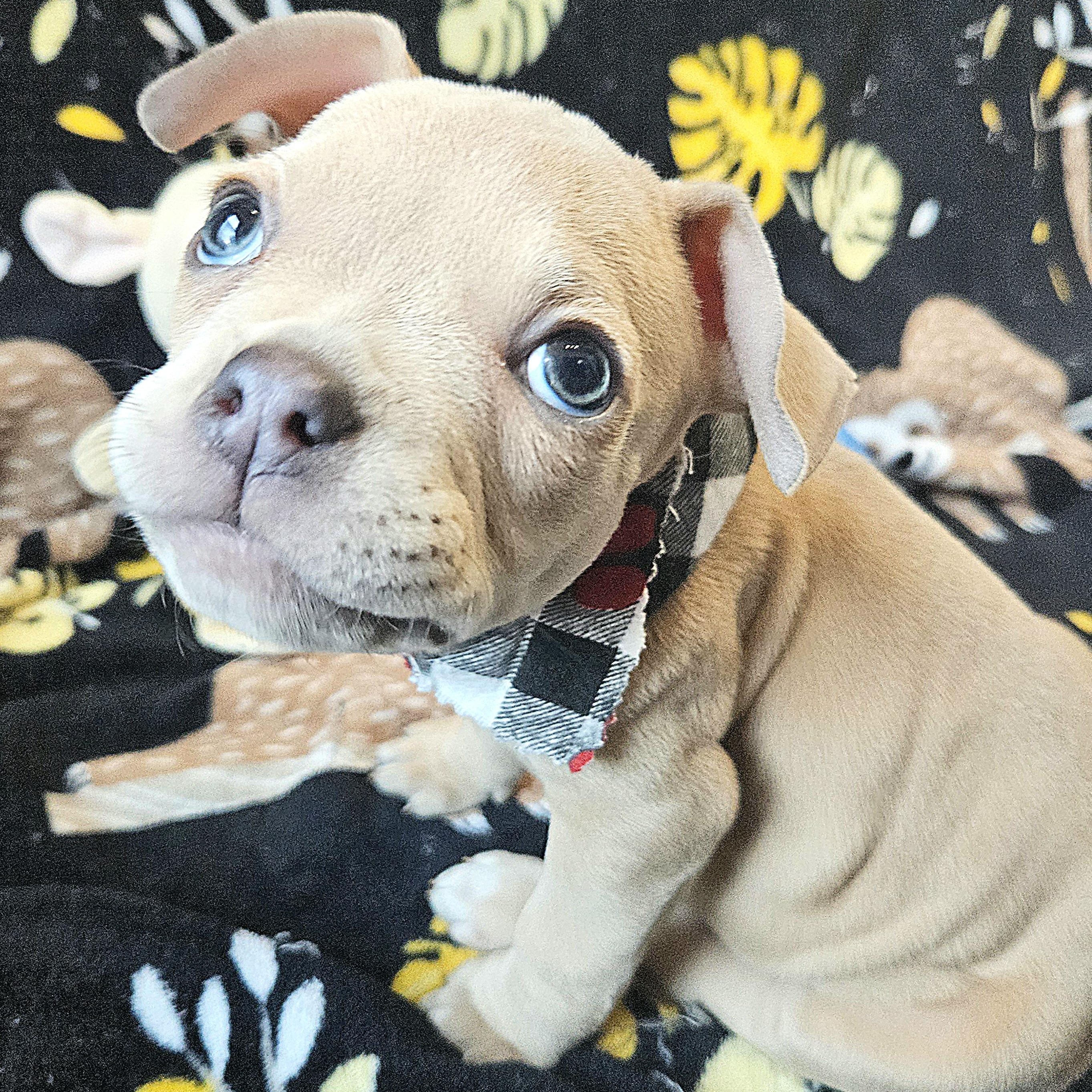 Enlarge Mateo, a Adoptable mixed breed in Livonia, MI image 4/6