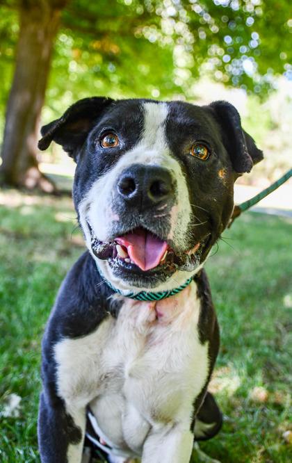 Joe, Adoptable, Adult Male Pit Bull Terrier & Mixed Breed.