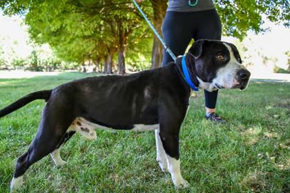 Joe, a Adoptable mixed breed in Yakima, WA image 2/3