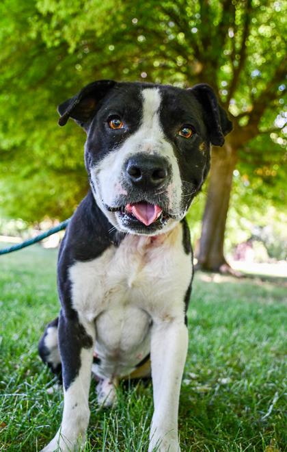 Joe, a Adoptable mixed breed in Yakima, WA image 3/3