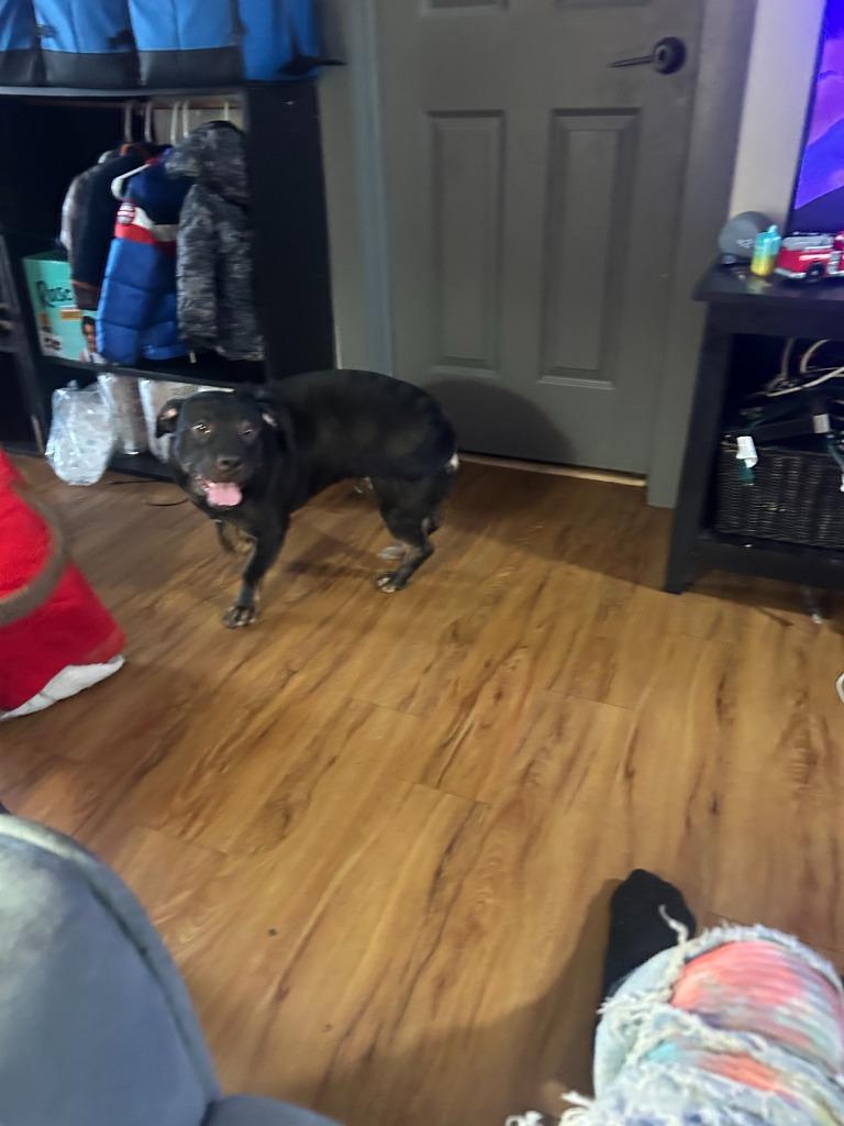 Enlarge Beast, a Adoptable mixed breed in Peru, NY image 1/4