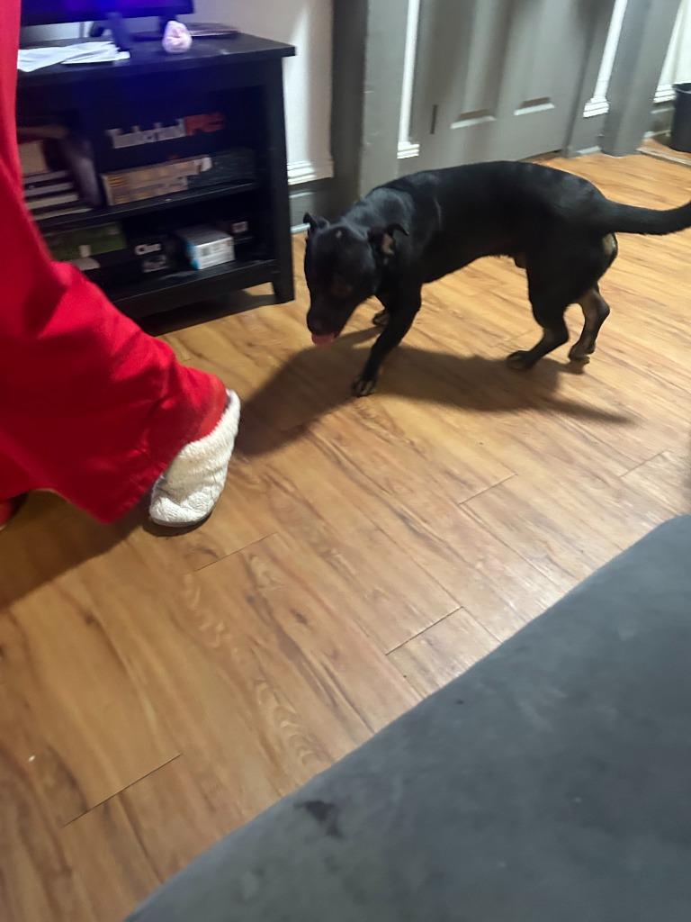 Enlarge Beast, a Adoptable mixed breed in Peru, NY image 3/4