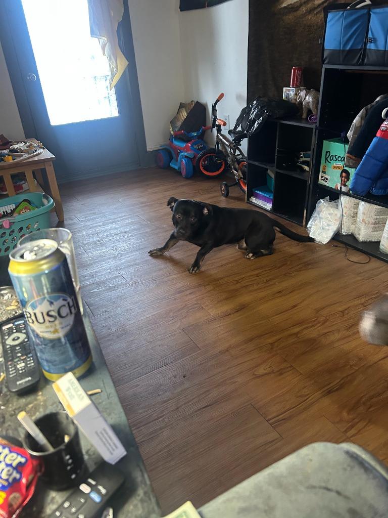 Enlarge Beast, a Adoptable mixed breed in Peru, NY image 4/4