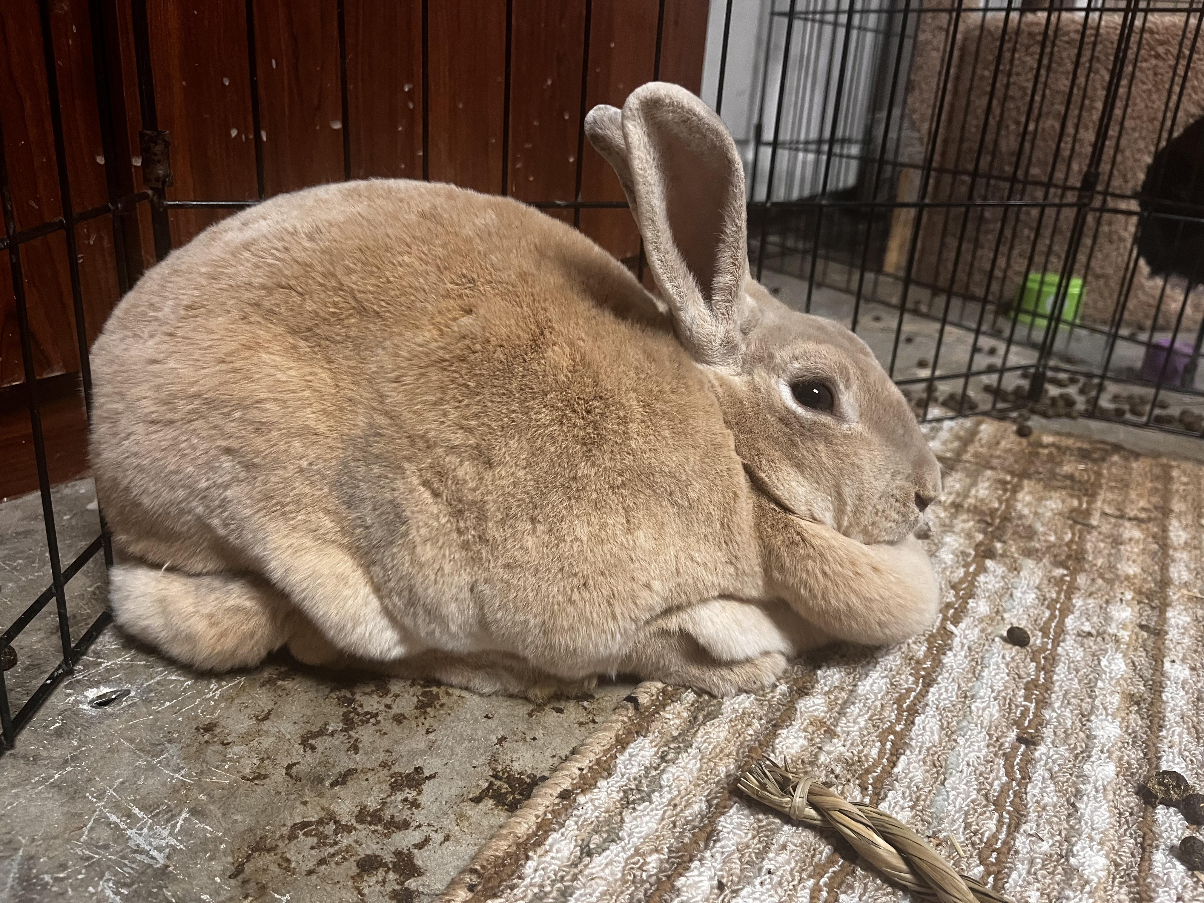 Dolly, a Adopted mixed breed in Cookeville, TN image 1/2