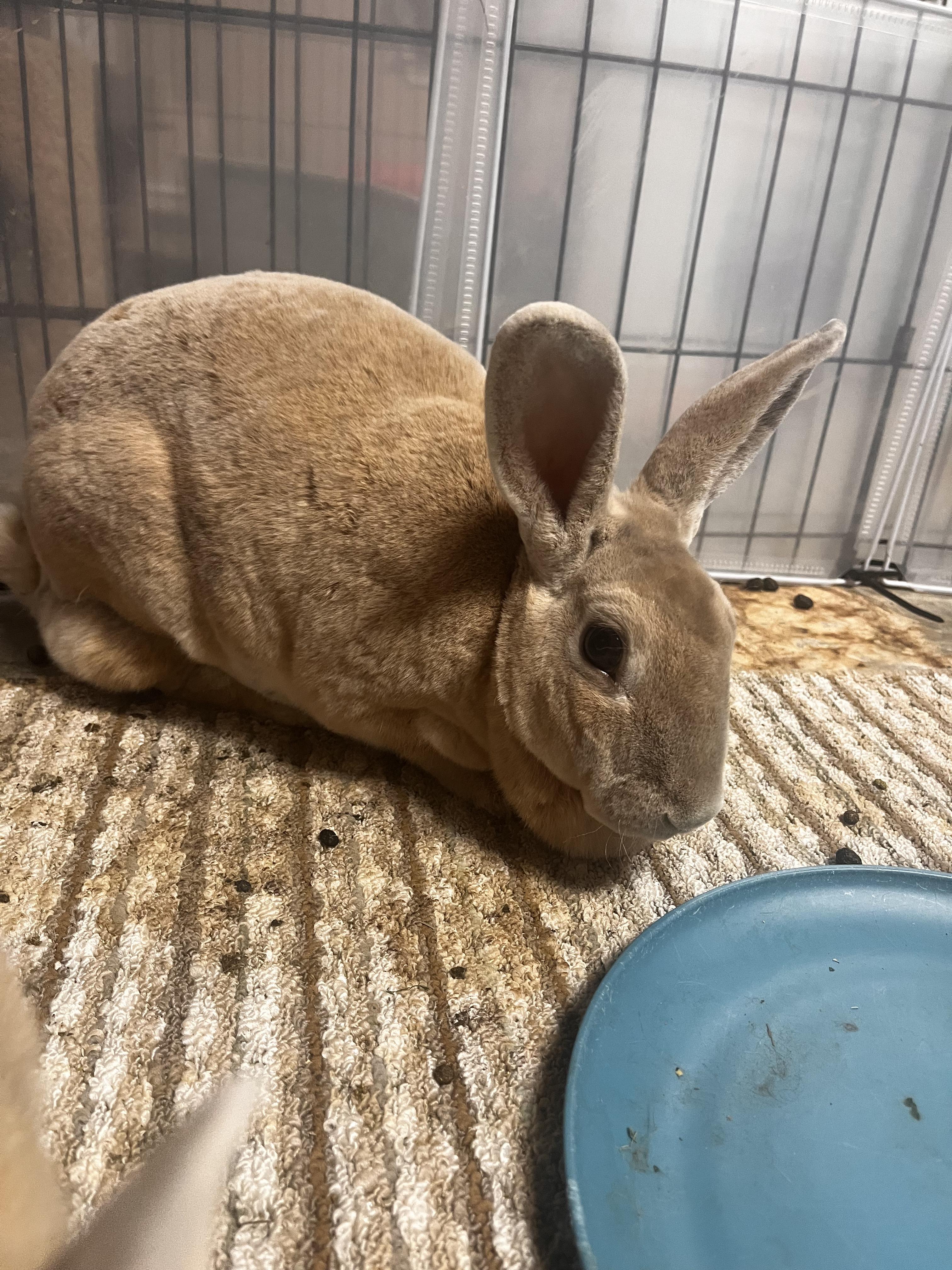 Dolly, a Adopted mixed breed in Cookeville, TN image 2/2