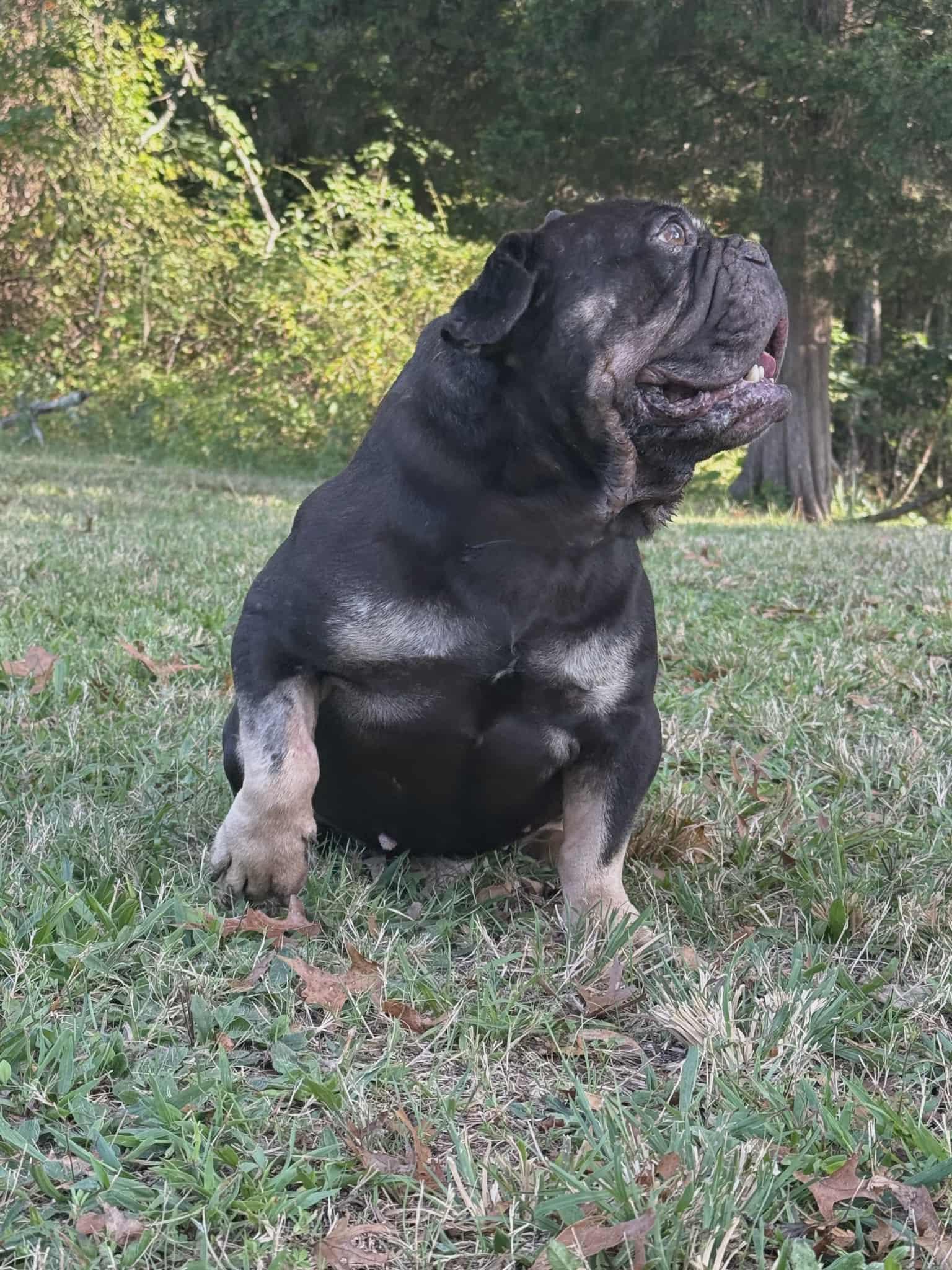 Macron, Adopted, Senior Male French Bulldog.